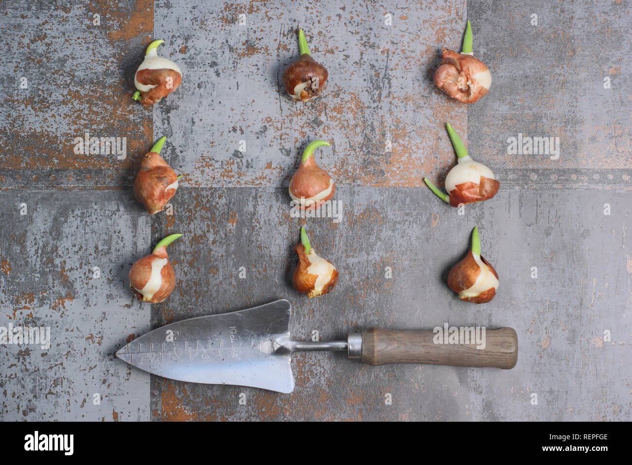 Tulip bulbs overhead hires stock photography and images Alamy
