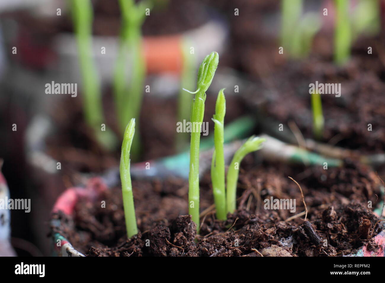 Lathyrus odoratus 'Winston Churchill' seedlings.  Sweet peas sown in home made newspaper pots. Plastic free gardening, UK Stock Photo