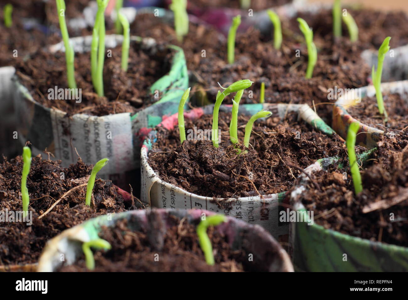 Sweet pea seedlings in home made paper pots. Lathyrus odoratus. 'Winston Churchill'. UK Stock Photo