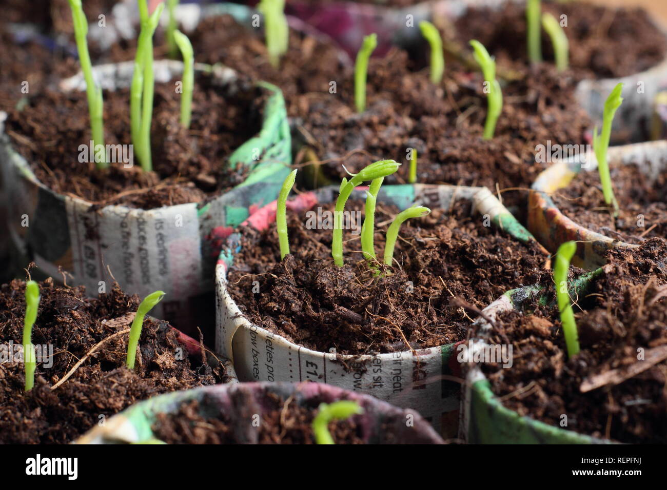 Sweet pea seedlings in home made paper pots. Lathyrus odoratus. 'Winston Churchill'. UK Stock Photo