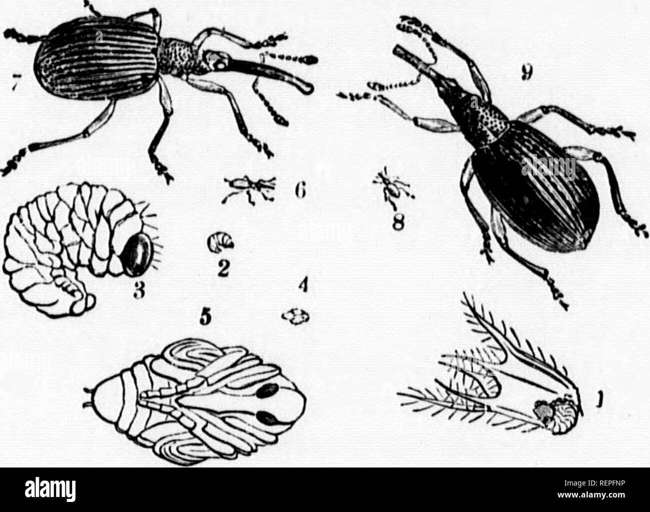 . A manual of injurious insects [microform] : with methods of prevention and remedy for their attacks to food crops, forest trees, and fruit : to which is appended a short introduction to entomology. Insect pests; Agricultural pests; Entomology; Insectes nuisibles, Lutte contre les; Ennemis des cultures, Lutte contre les; Entomologie. CLOVER &quot; PEAR-SHAPED *' WEEVILS. 55 bv it ThT^f ''f &quot;''on 'Â« animals fed on fodder infested all Sfhii , ^f^^' '&gt;&quot;' ^'^y identical Belworms will in all likelihood go back again to cause new mischief Which the attack may be met, see paper on - Tu Stock Photo