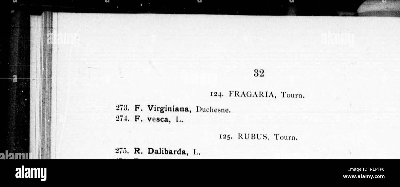 . A catalogue of the native and naturalized plants of the city of Buffalo and its vicinity [microform]. Botany; Plants; Botanique; Plantes. •27.-) 27(i •J77 :i78 27!» 2S0 281, R R R R R R R 124, FRAGARIA, Toimi. Virginiana, Duchesne. vesca, L. 125. RUBUS, Touin. Dalibarda, I., odoratus, L. triflorus, Richardson. strigosus, Michx. occidentalis, I,, villosus, Ait. Canadensis, I,. Rather rare. The Pl.nins. IJuffahi. 29(J, 2H7. •jys. 29!). 2S2. R. hispidus, I.. 11 28;{. R. 284 28,-) 28(; 287, 288, R. R. R. R. 126. RO.SA, Tour, setig-ra, Michx. Rare. Woods east of Delaware street, beyonti tlie I'ar Stock Photo