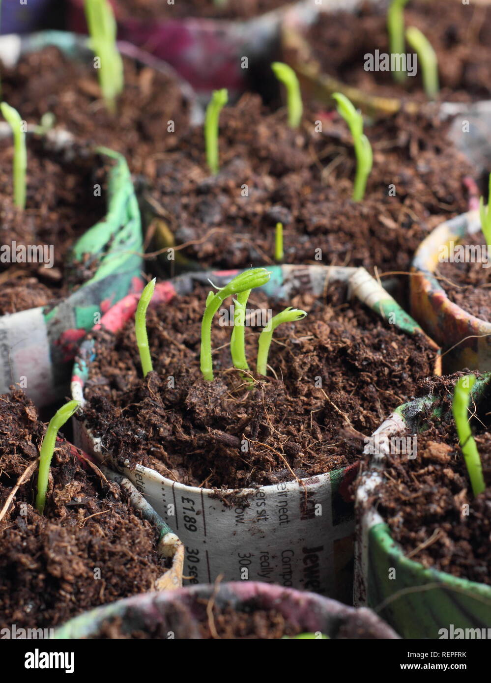 Sweet pea seedlings in home made paper pots. Lathyrus odoratus. 'Winston Churchill'. UK Stock Photo