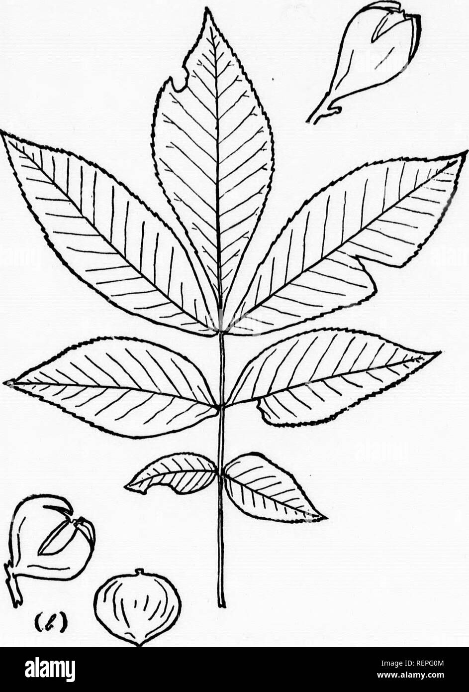 . The leaf-collector's hand-book and herbarium [microform] : an aid in the preservation and in the classification of specimen leaves of the trees of northeastern America. Leaves; Trees; Feuilles; Arbres. (a.). Fig. 107, a and *,—Pig-nut. H. glabra (Mill), Britton. LEAF AND FRUIT REDUCED ONE THIRD. W I I k i . 11  m 11 dpi. Please note that these images are extracted from scanned page images that may have been digitally enhanced for readability - coloration and appearance of these illustrations may not perfectly resemble the original work.. Newhall, Charles S. (Charles Stedman), 1842-1935. New Stock Photo