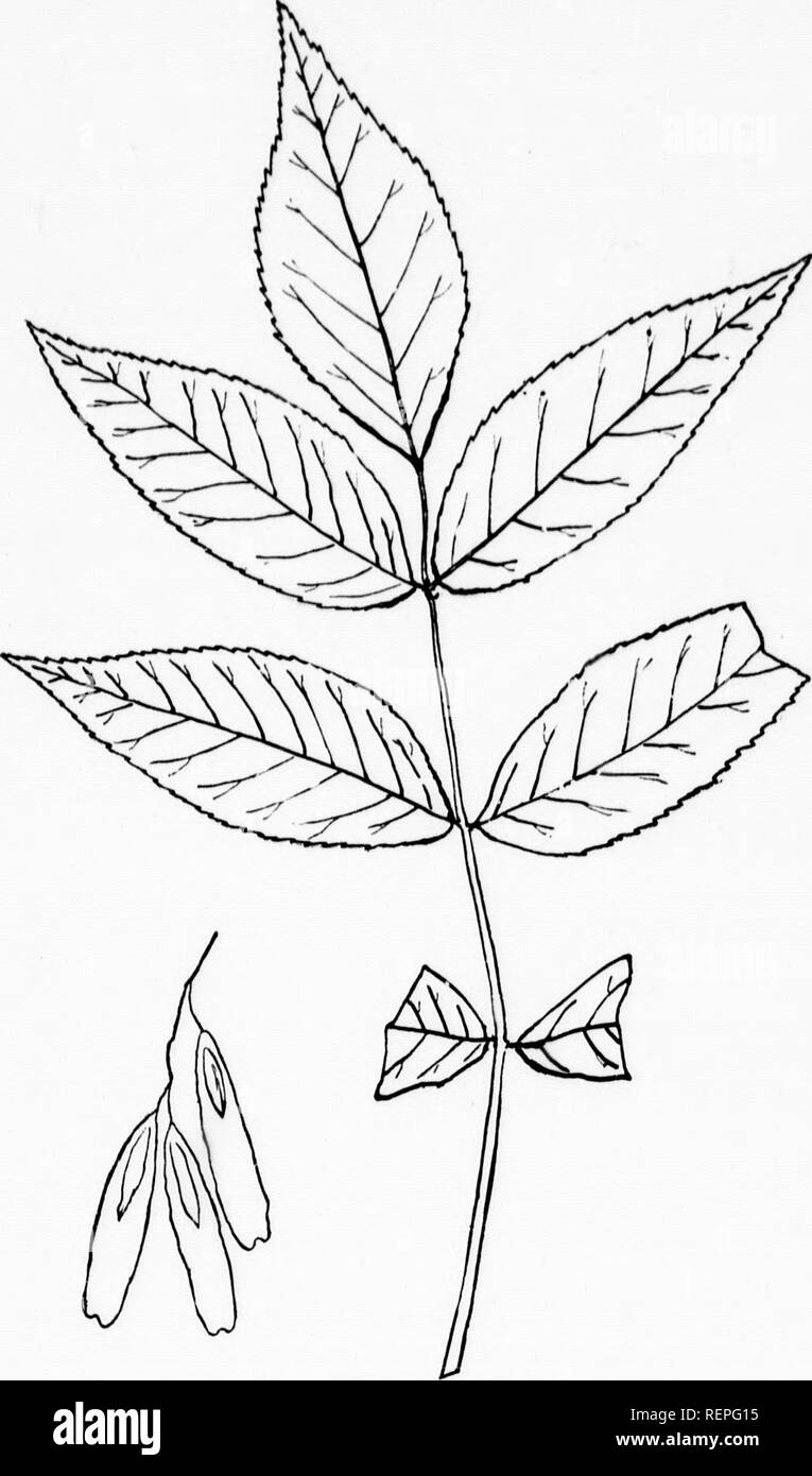 . The trees of Northeastern America [microform] : illustrations from original sketches. Trees; Leaves; Arbres; Feuilles. 327 Fig. Il3--Blue Ash. (F. quadrangulata, Michx. LEAF AND FRUIT REDUCED ONE THIRD.. Please note that these images are extracted from scanned page images that may have been digitally enhanced for readability - coloration and appearance of these illustrations may not perfectly resemble the original work.. Newhall, Charles S. (Charles Stedman), 1842-1935. New York; London : G. P. Putnam's Sons Stock Photo