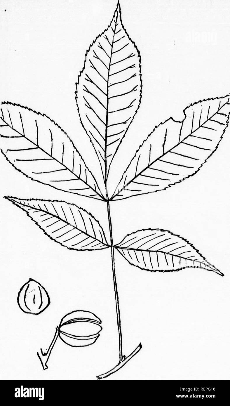 . The leaf-collector's hand-book and herbarium [microform] : an aid in the preservation and in the classification of specimen leaves of the trees of northeastern America. Leaves; Trees; Feuilles; Arbres. â i )., i! m Fig. io6.âSmall-fruited Hickory. H. microcarpa (Nutt), Britton. LEAF AND FRUIT &gt; TVUCED ONE THIRD. 1 â. Please note that these images are extracted from scanned page images that may have been digitally enhanced for readability - coloration and appearance of these illustrations may not perfectly resemble the original work.. Newhall, Charles S. (Charles Stedman), 1842-1935. New Y Stock Photo