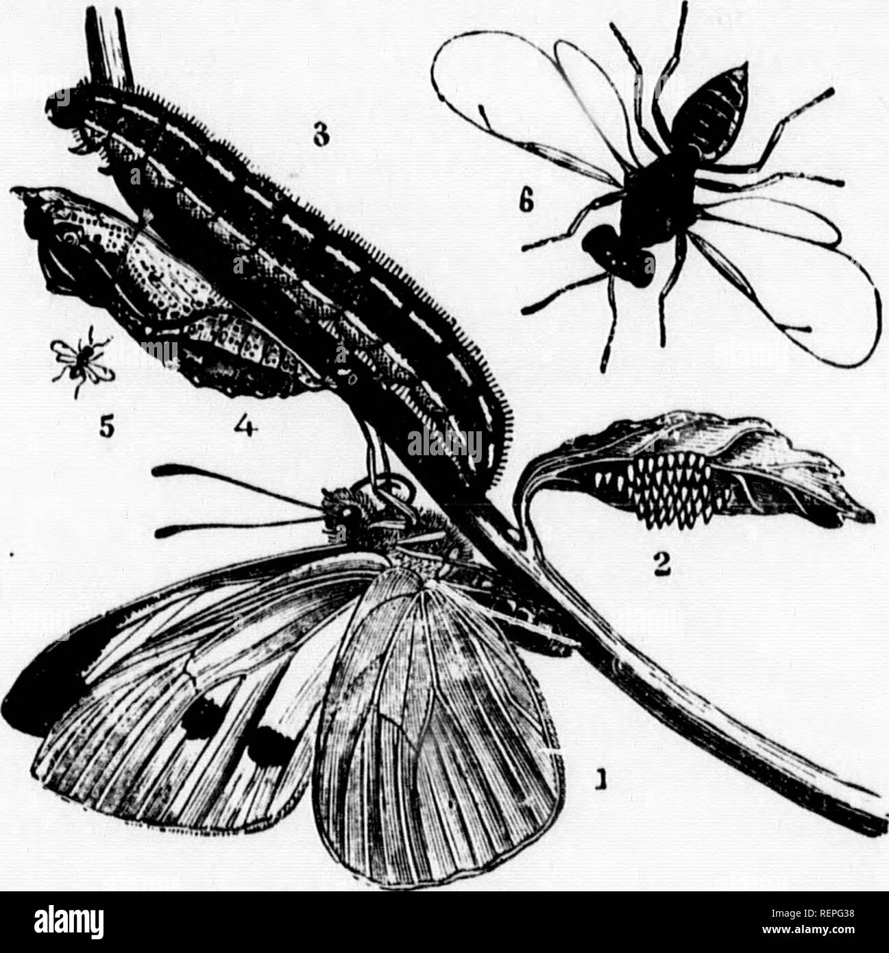 Vigorous Insect Keeping insects Black and White Stock Photos & Images - Alamy