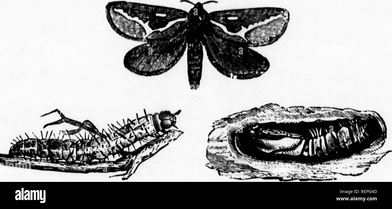 . A manual of injurious insects [microform] : with methods of ...