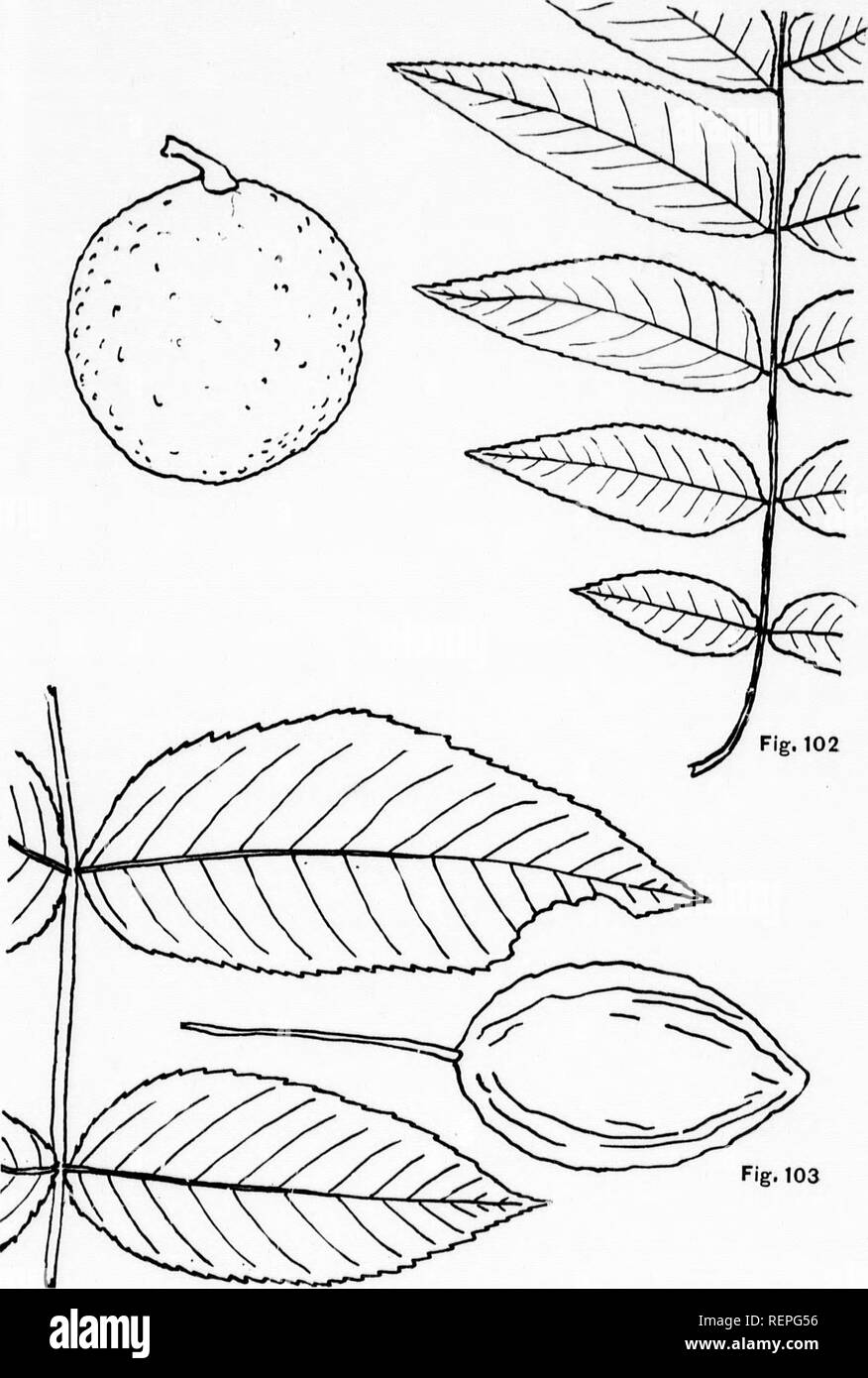 . The trees of Northeastern America [microform] : illustrations from original sketches. Trees; Leaves; Arbres; Feuilles. Fig. 103 205 Fig. 102.-Black Walnut. (J. nigra, L.) Fig. 103.—Butternut. (J. cir.^rea, L.) LEAFLETS AND MUJIT I a-: 1 )l Ir; t.! ' ( &lt; N r. -Til i D D Pi. Please note that these images are extracted from scanned page images that may have been digitally enhanced for readability - coloration and appearance of these illustrations may not perfectly resemble the original work.. Newhall, Charles S. (Charles Stedman), 1842-1935. New York; London : G. P. Putnam's Sons Stock Photo