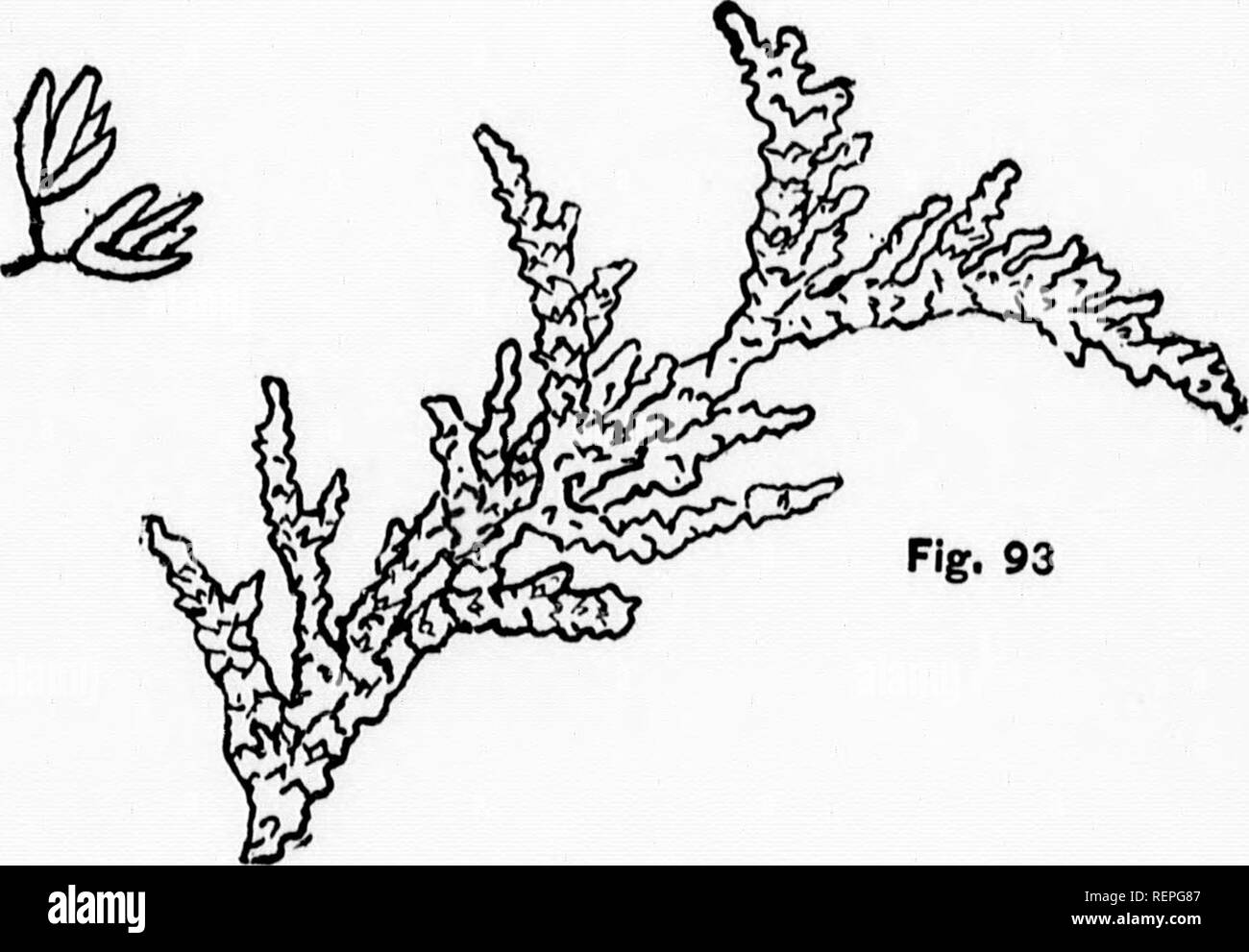 . The trees of Northeastern America [microform] : illustrations from original sketches. Trees; Leaves; Arbres; Feuilles. Fig. 93 Fig. 92.-White Cedar. C. thyoides (L.), B. S. P. Fig. 93.-Arbor Vitae. (T. occidenttUis, L.) NATURAL SIZE.. Please note that these images are extracted from scanned page images that may have been digitally enhanced for readability - coloration and appearance of these illustrations may not perfectly resemble the original work.. Newhall, Charles S. (Charles Stedman), 1842-1935. New York; London : G. P. Putnam's Sons Stock Photo