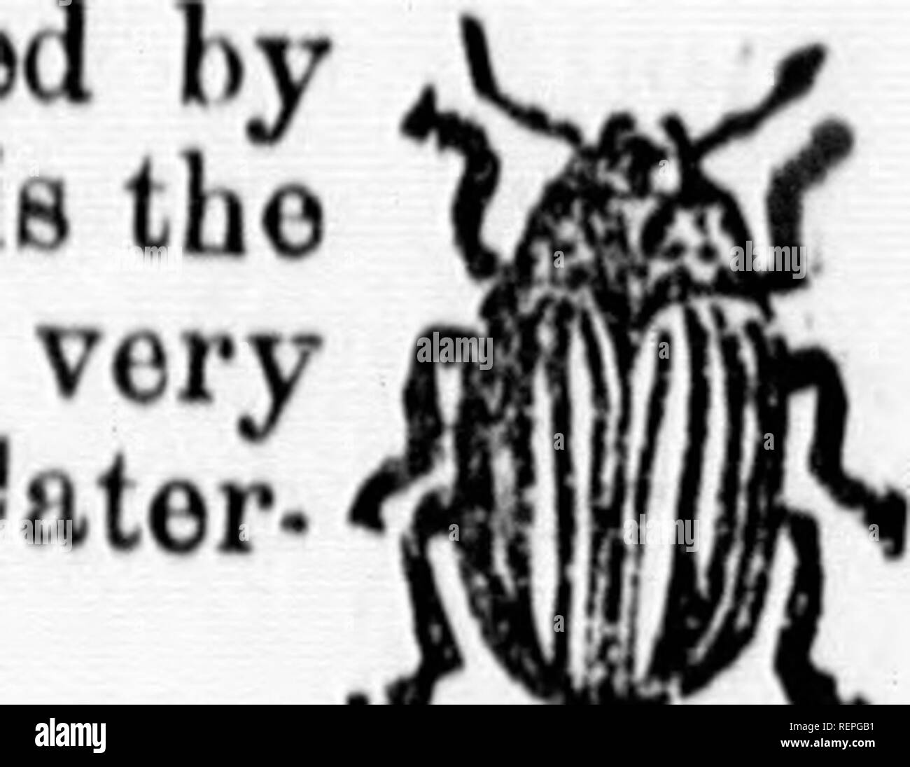 . Report of the entomologist (James Fletcher, F.R.S.C.), 1885 [microform]. Insect pests; Insectes nuisibles. latter are most own u.so. As lacoousHpocios, bocauso thoy. ppoar Fig. 21. bod is . A large food the amount of ;o areas under insects which ich had provi- in numbers so ranee to agri- fliance at the is bjetio was of Colorado, ide family, to trerae rarity, ho inc^ividual loricii, in his ['rom the east, which it has 10 not thinlf, be past, lor a 3k. As soon endable zeal, 11 its stages, ;ed in every successfully illow of its ern Canada; Iways check i03t as much rtant insecti- 5t internally^ Stock Photo