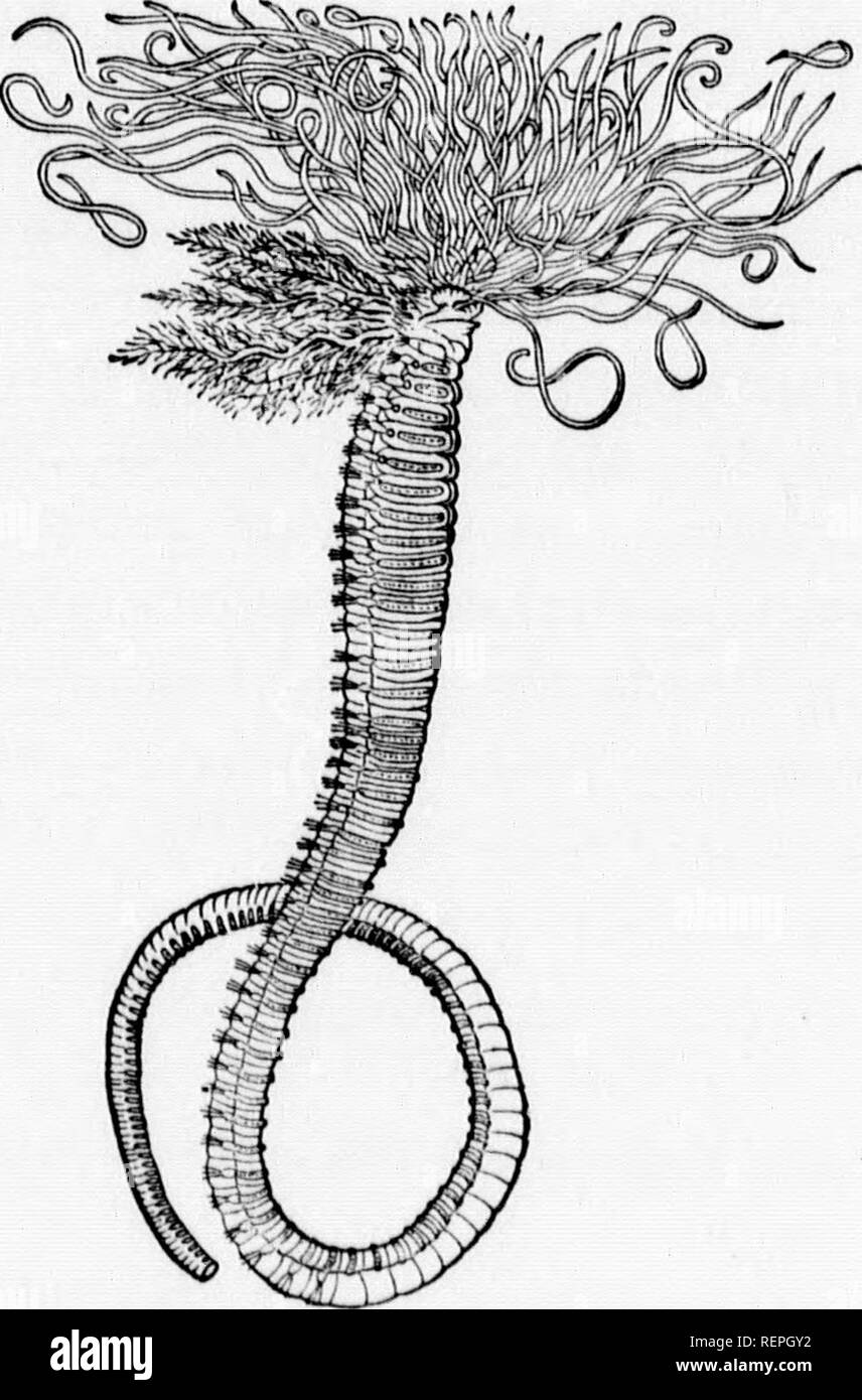 . A textbook of invertebrate morphology [microform]. Invertebrates; Morphology (Animals); Invertébrés; Morphologie (Animaux). FiG. 100,—Anterior End op Nereis virena, c = cirrus. p = piirapodium. t Z tentacle ^^^' ^^^•^'&quot;P''&quot;'&lt;»''^ ornaia (after Vehrill). bonate of lime. Within these tubes the animals permanently reside, and in conformity with this mode of life numerous adaptations of structure are found. The head is usually pro- vided with a number of loner nirri nnA fViQ l^voT^plj.&quot;— „-.„ J „ xu^ most part confined to the head region. In some forms, such. Please note that  Stock Photo