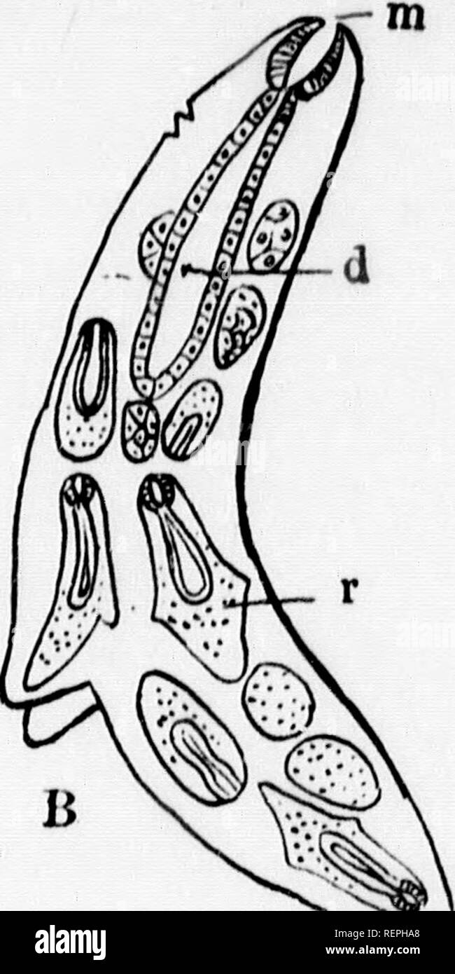 . A textbook of invertebrate morphology [microform]. Invertebrates ...