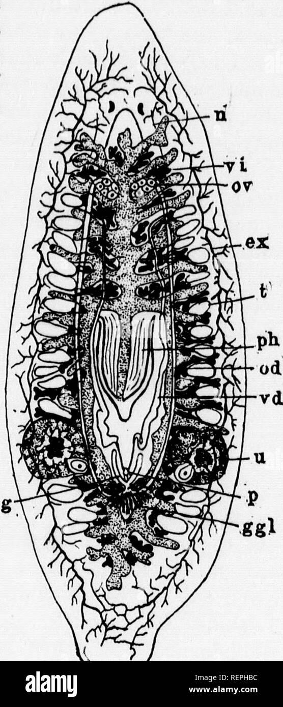. A textbook of invertebrate morphology [microform]. Invertebrates ...