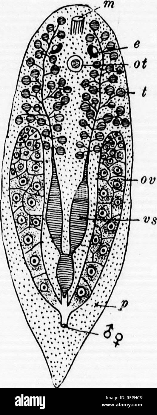 . A textbook of invertebrate morphology [microform]. Invertebrates; Morphology (Animals); Invertébrés; Morphologie (Animaux). T YPE PLA TYlIELMINTima. 133 anterior margin of the body, which is supposed to be tactile lU luuctioii. No excretory apparatus has as yet beeu described for the Acuila, but a reproductive system with some iuterestiug peculiarities occurs. The male apjiaratus consists of numerous spherical testes (/) whose ducts unite to two vasa deferentia, dilating bek)v to form the seminal vesicles (y.v) and uniting in the mus- cuhir intromittent organ. The female organ is, however,  Stock Photo
