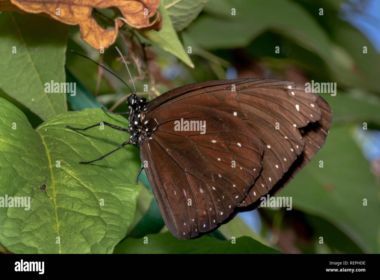 Euploea core striped, core australian crow, india crow, Scientific name