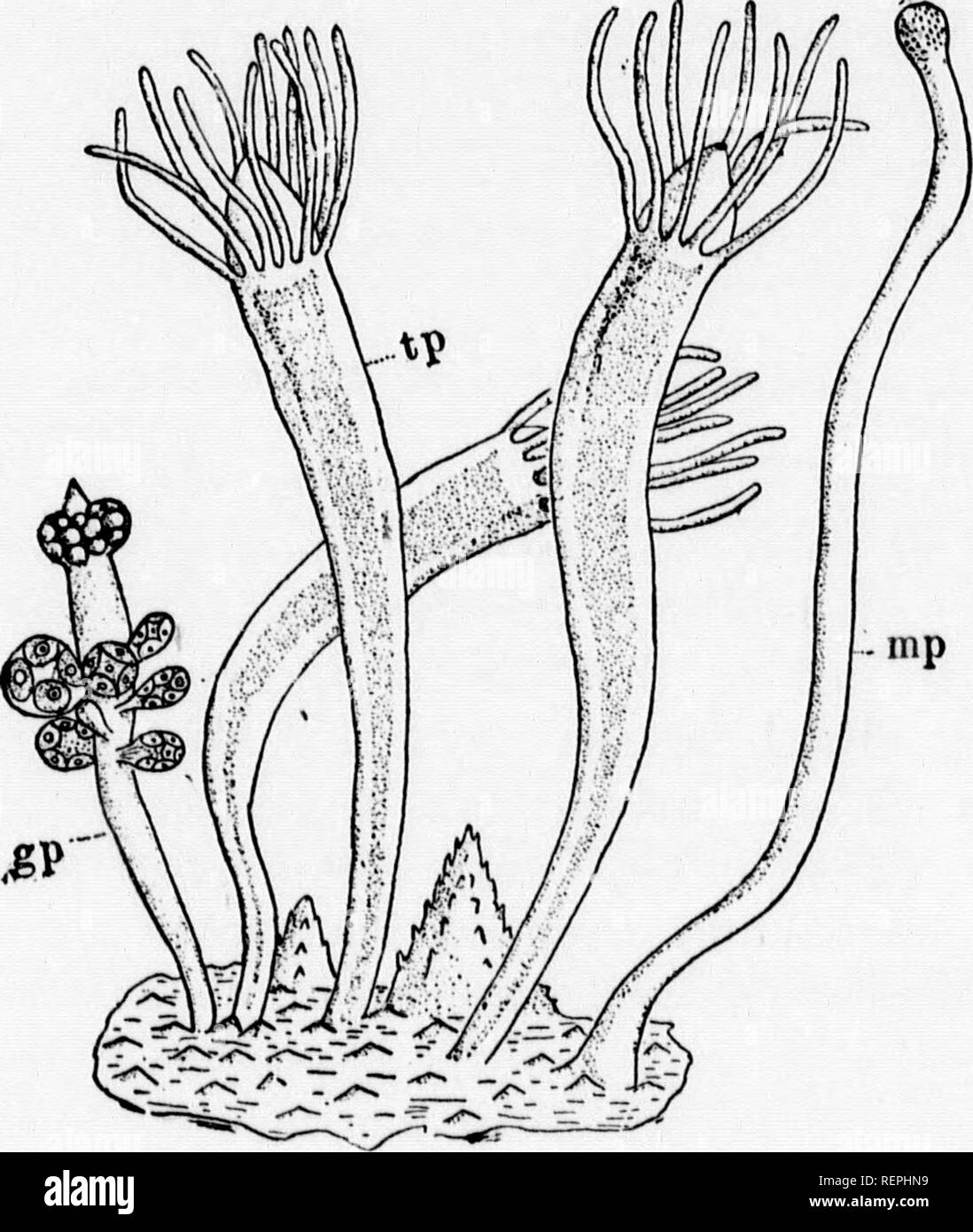 . A textbook of invertebrate morphology [microform]. Invertebrates ...