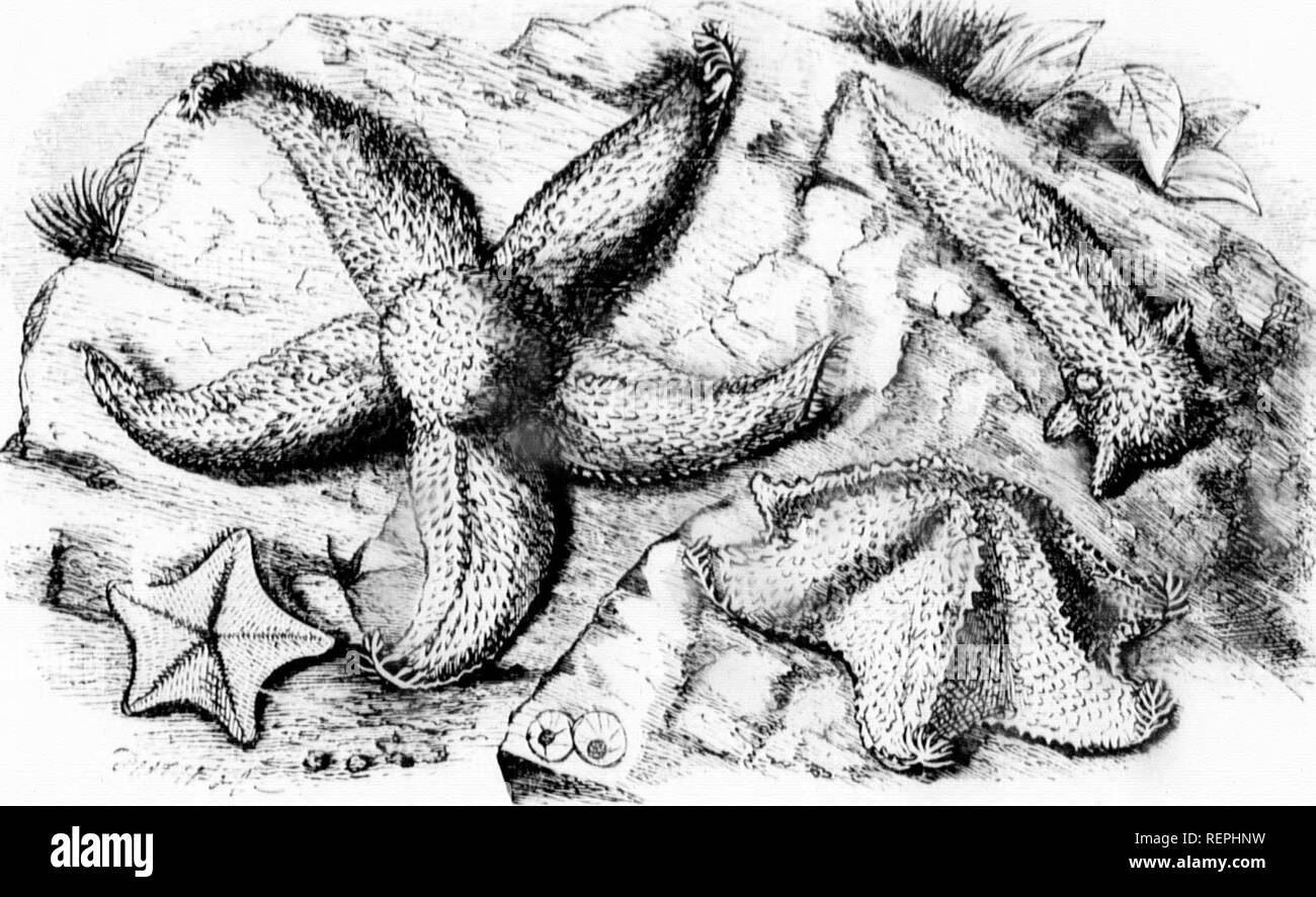 . The illustrated natural history [microform]. Reptiles; Fishes; Mollusks; Natural history; Reptiles; Poissons; Mollusques; Sciences naturelles. r.'}2 TllK SUN-STAII iiKMiilinmc, luid llio coiitio is iilsn Hnirlct. Tlic '^v *!ff#'. euoss-i-'isn.â^.â ^-^.â¢/h/cÂ«.Â«. Giunous sTiii.i:r.â.iÂ«/fii&gt;iii ni'i.ns.t. (â |!0^- nsn, (li.|iiv luiint; In,I r.iy-,) KSoTlY (;l&gt;lllo.-&gt;r.l!.-(;âiiiu?fr, (â ;â ! #|s: im vermilion, and as it sometimes is ci^ht or nine inches in diameter, it is a very hrilliaiit oliject as it lies upon tlie roels. Shordd any reader be desirous of jireservint;; this o Stock Photo