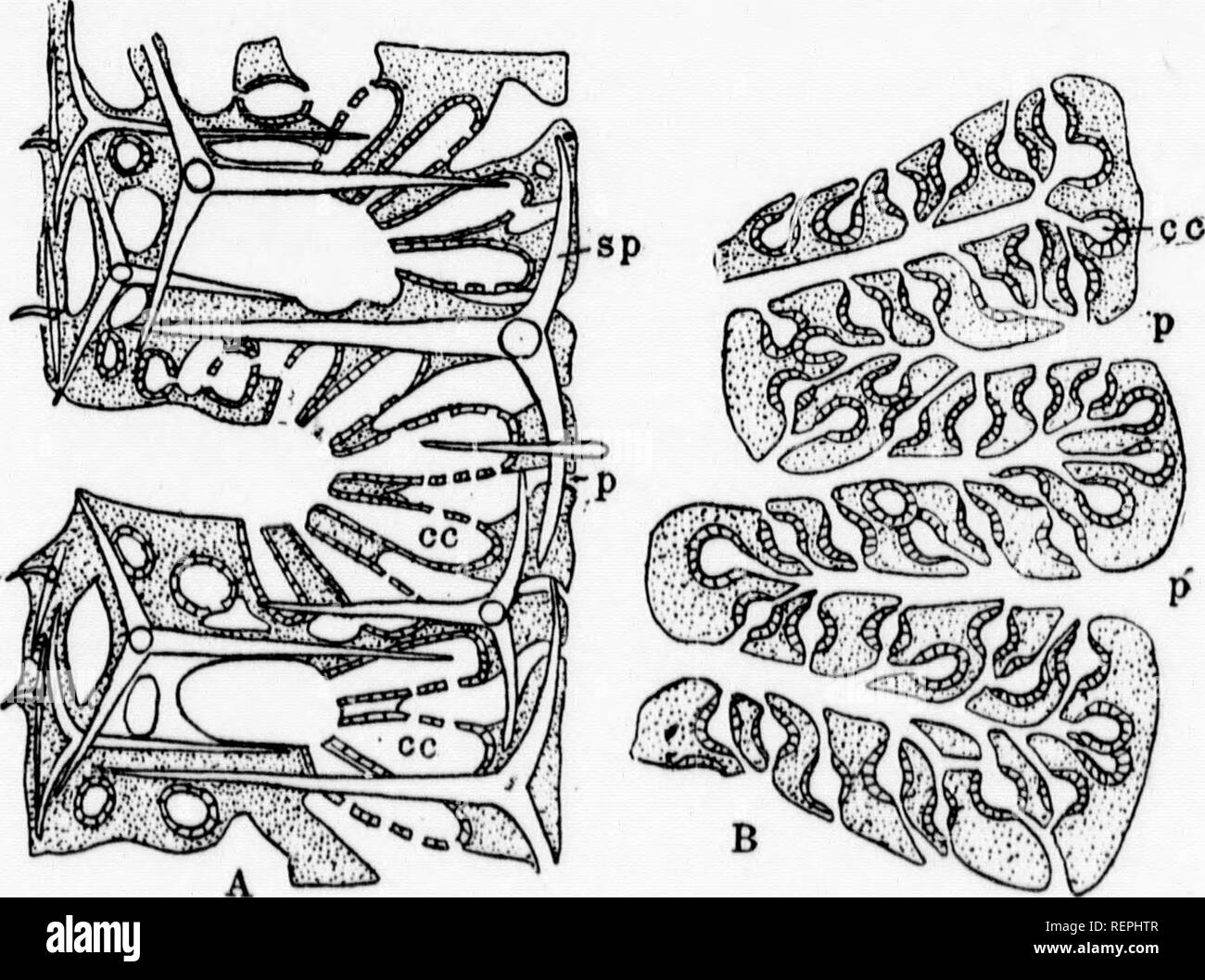 . A textbook of invertebrate morphology [microform]. Invertebrates; Morphology (Animals); Invertébrés; Morphologie (Animaux). 72 INVERTEBRATE MORPHOLOGY. have been indicated iu the preceding description of the canal systems; the mesoglcjea requires, however, further notice. It consists of a gelatinous matrix which, however, contains lar^^e numbers of cells presenting a considerable amount of dif. ferentiation. Some are amoeboid in form, others contain pij^. ment, others again are elongated and spindle-shaped, formiL&lt;r the contractile cells, others form the reproductive elements, ova and spe Stock Photo