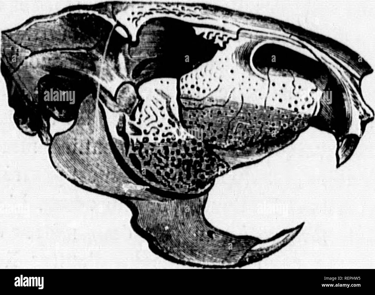 . Histoire naturelle des mammifÃ¨res [microforme] : avec l'indication de leurs moeurs et de leurs rapports avec les arts, le commerce et l'agriculture. MammifÃ¨res; Zoologie; Mammals; Zoology. 32A (MU)HK DES IU)(;KIRS. oui (les racines .lislincles, vl, lorsque l'usure les a (...taniÃ©es, lour couronne parait former il un cercle d'email entourant l'ivoire dans kuiuel rentrent des replis de l'e-mail ainsi nue , .luelques olli|.so8 ot des petits cercles de cette derniÃ¨re substance. Les Pacas ont Ã©tÃ© souvent rÃ©unis aux Caviens, mais la nature de leurs dents ot (iuel(|ues autres caractÃ¨res le Stock Photo