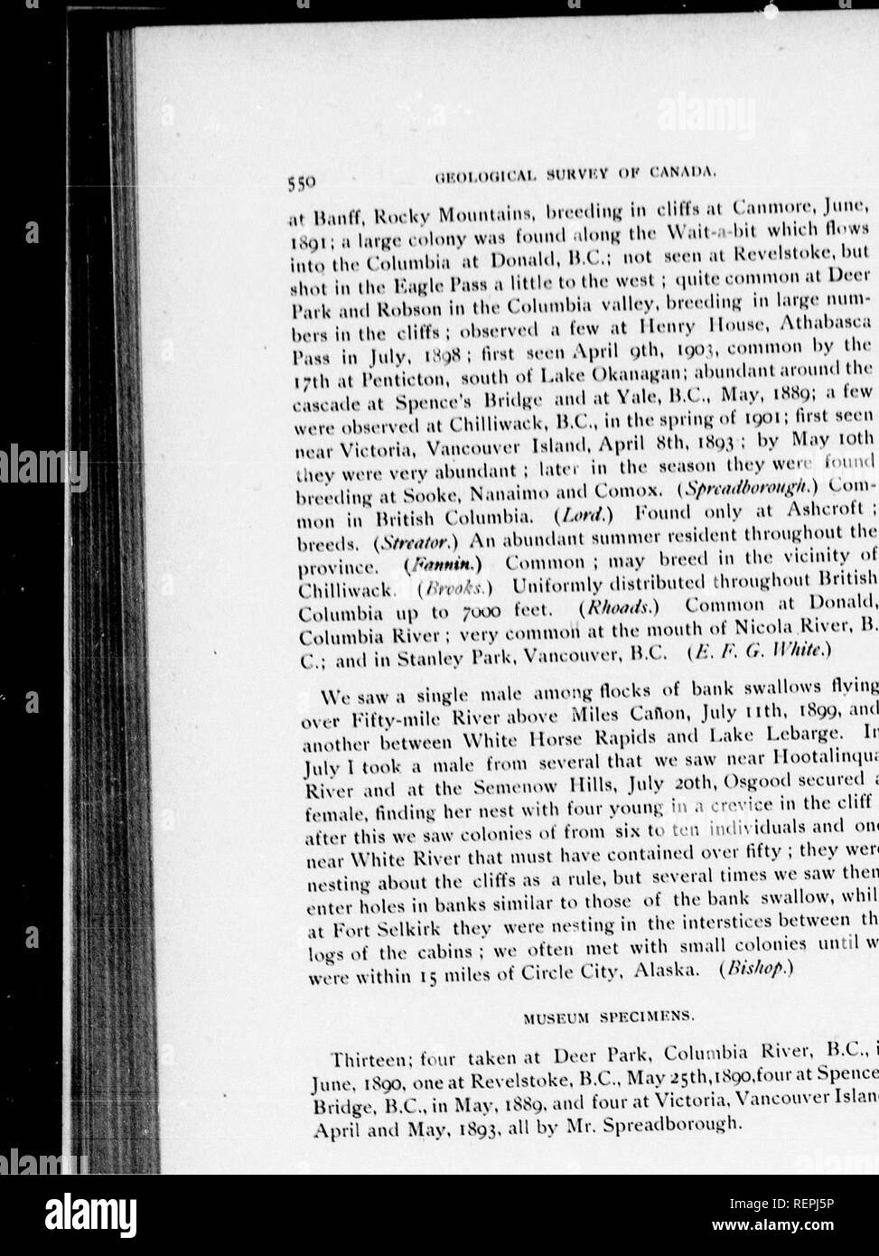 . Catalogue of Canadian birds [microform] : part III, sparrows, swallows, vireos, warblers, wrens, titmice and thrushes, including the order : passeres after the icteridæ. Birds; Oiseaux. Ill MUSFXIM Sl'KClMKNS. riiirtoon; iouf taken at Door Tark, ColumlMa River, H.C., in Juno. 1890. one at Revelstoke. H.C., May ^sth.iScp.fouv at Spence s Hiidge. B.C., in May, iSSg.anU tour at Victoria, Vancouver Island. April and May. 1893, all by Mr. Spreadboroui&gt;h.. Please note that these images are extracted from scanned page images that may have been digitally enhanced for readability - coloration and  Stock Photo