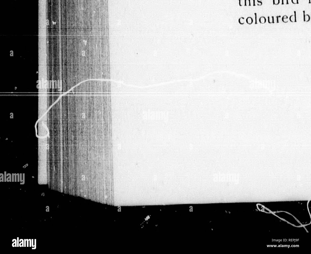 . Catalogue of Canadian birds [microform] : part III, sparrows, swallows, vireos, warblers, wrens, titmice and thrushes, including the order : passeres after the icteridæ. Birds; Oiseaux. 498 GEOLOGICAL SURVEY i,- CANADA.. Ontario. (Rev. C. / F...^-) Mr. Kay took one si^cimen at Port Svdnov, Muskoka district in the summer o 890. {J. ^. ^W 1 have found this bird fairly plent.ful .n su.tab e nire around Toronto; and have met with ,t as early as Aprd ' th Took two on April 22nd, 1899. They usually haun waste ^rLd in which occasional clusters of bushes are found. I know Se spot of waste ground int Stock Photo