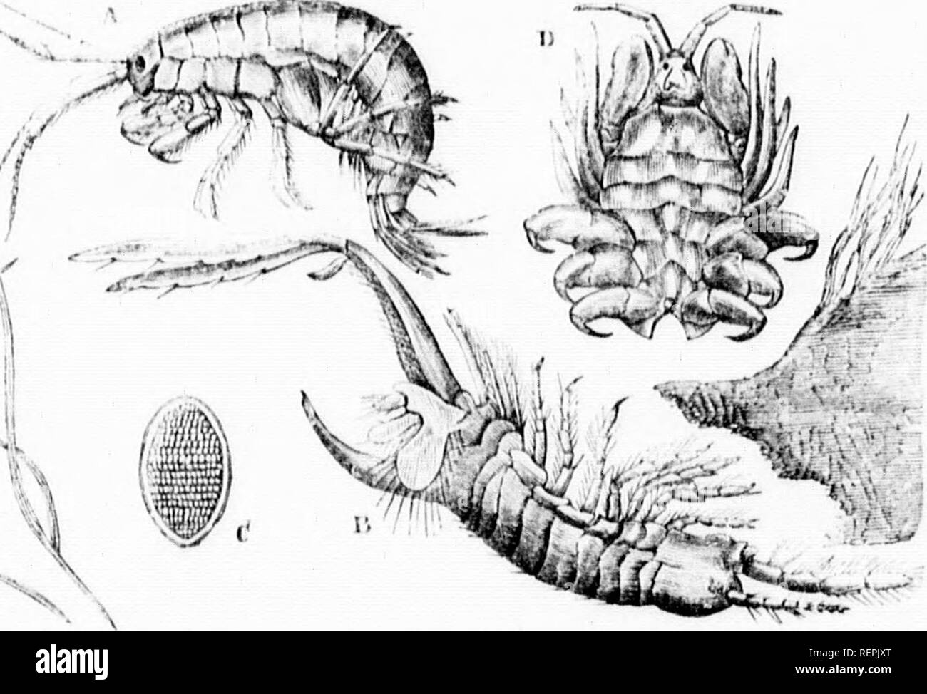 . The illustrated natural history [microform]. Reptiles; Fishes; Mollusks; Natural history; Reptiles; Poissons; Mollusques; Sciences naturelles. 11 l'&quot;i;i:sii-wATn! TFIR W()()n-I',ORIN(! SIIKT^ri'. 627 ,,#â¢ cesses in llie liiiulc ( ,l;ir Irl reee.s.se.s m n,e naâK or uiuier slânes tl,;,t i;,,,,, ,1,., iââi â,â¢ i,â, sfvoarn, nronsionnllv .hiiieinselvesa v:,r.l ur wo â]. II,.. nvulel, l,ât uv. sure (o enn,,. (In.ti,,.,- l,;,ek n-.un Ue very lu,.,^ â1 Unno- luMnselves jo l,e ,,âssively swept ,,lnâ.. I,vll,e rnre.T.n l,e ^ lntl,ew;,lern,isen,sl;,ee;u, inove. l,y, series ..f jerks, ,nâl ,nus Stock Photo