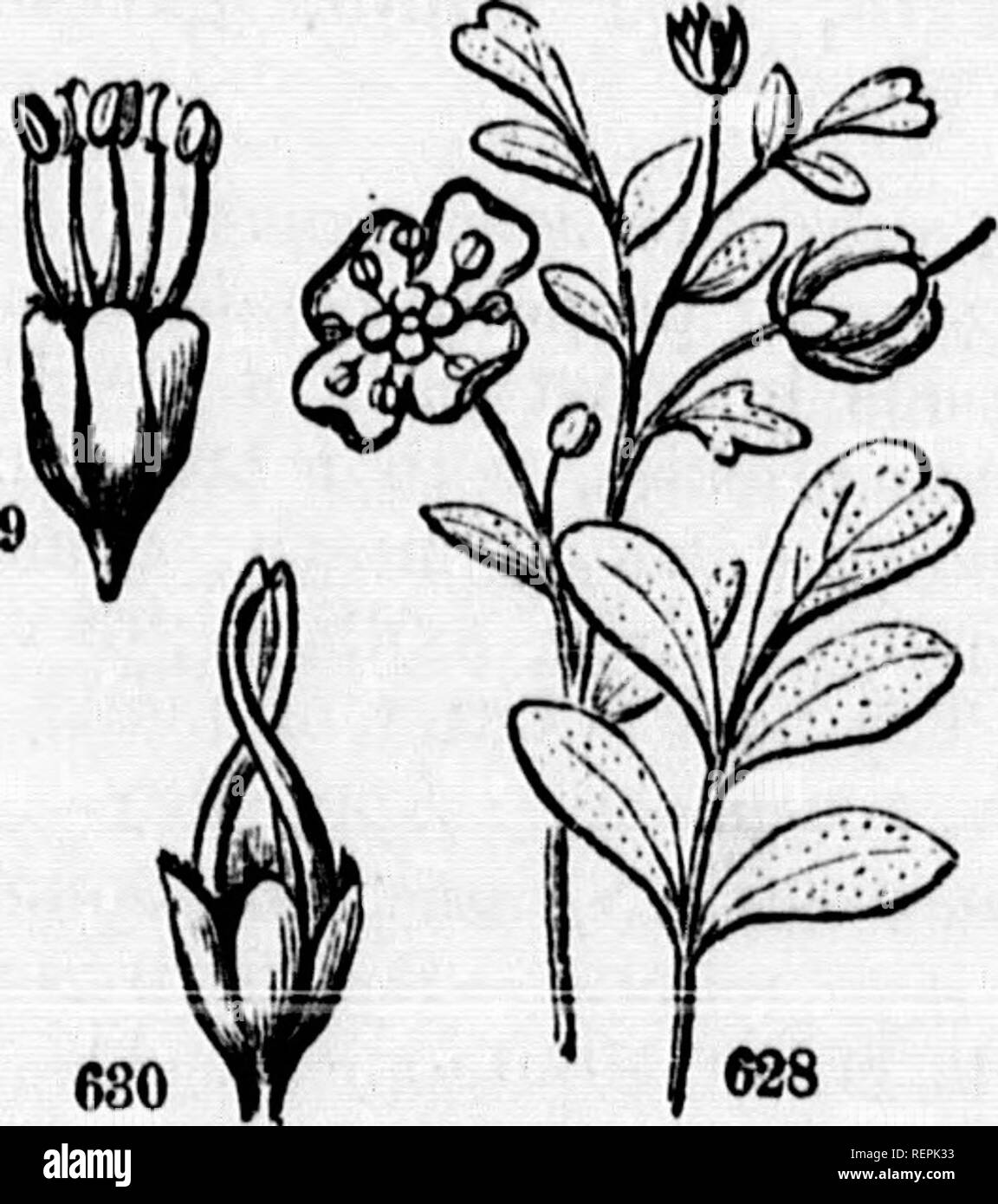 . Class-book of botany [microform] : being outlines of the structure, physiology, and classification of plants : with a flora of the United States and Canada. Botany; Botany; Plants; Plants; Botanique; Botanique; Plantes; Botanique. Obdhr 37.—RUTACEiE. 281 united, tho nppor oiio spurred. Petals 1—5, the throo lower ones Btalked, the 2 upper inserted on tin oalyx. Stamens 6 to 10, distinct, unequal, pcrigynoiia. Oranj 3-c'arpeled; style 1; stigmas 3. Fruit separating into 3 indeliisceut, l-seeded nuts. Sds. largo. Albumen 0. Ganerti 4, speciei 4{ natives of S. Amerloa. Thoy possess tho same nn Stock Photo