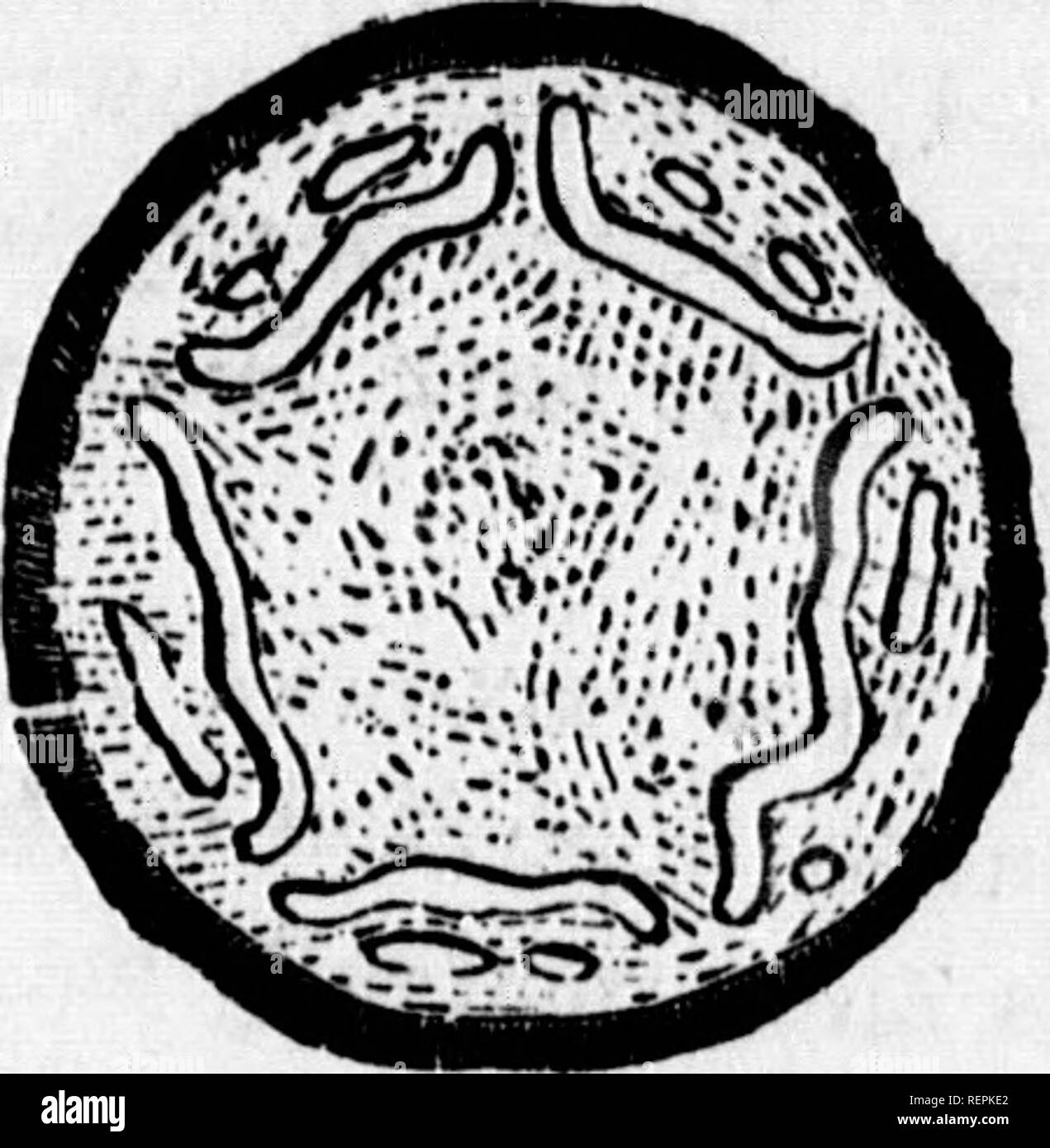 . Class-book of botany [microform] : being outlines of the structure ...
