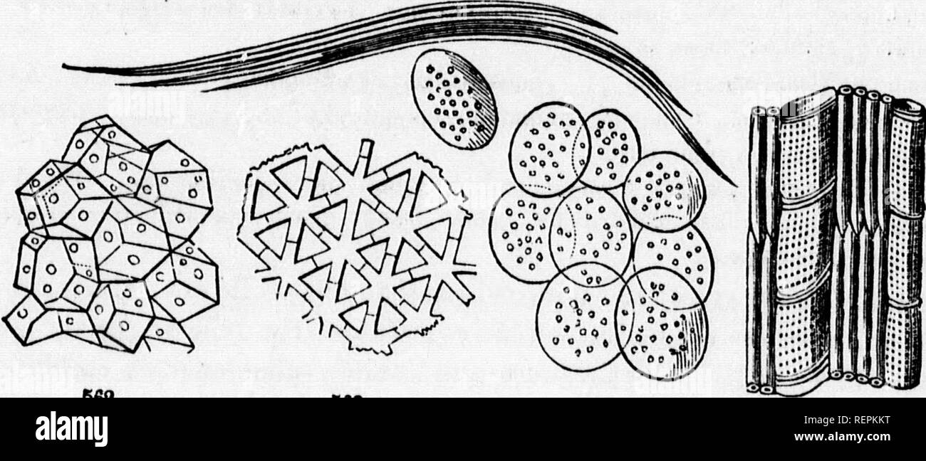 . Class-book of botany [microform] : being outlines of the structure ...