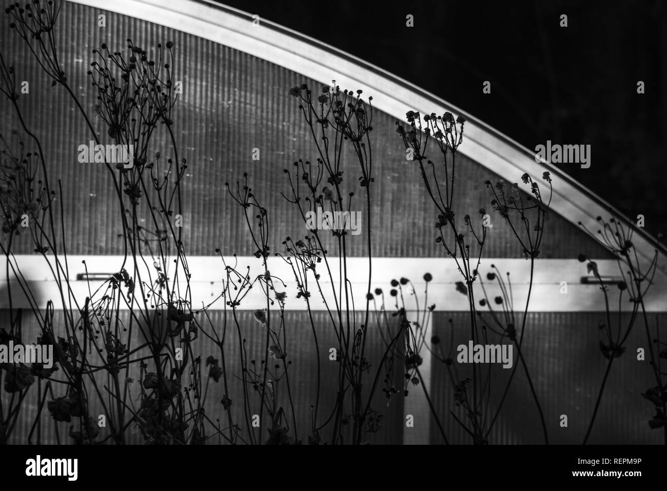 monochrome melancholic wintermood photo of dried plants and the silver frame of a swimming pool Stock Photo