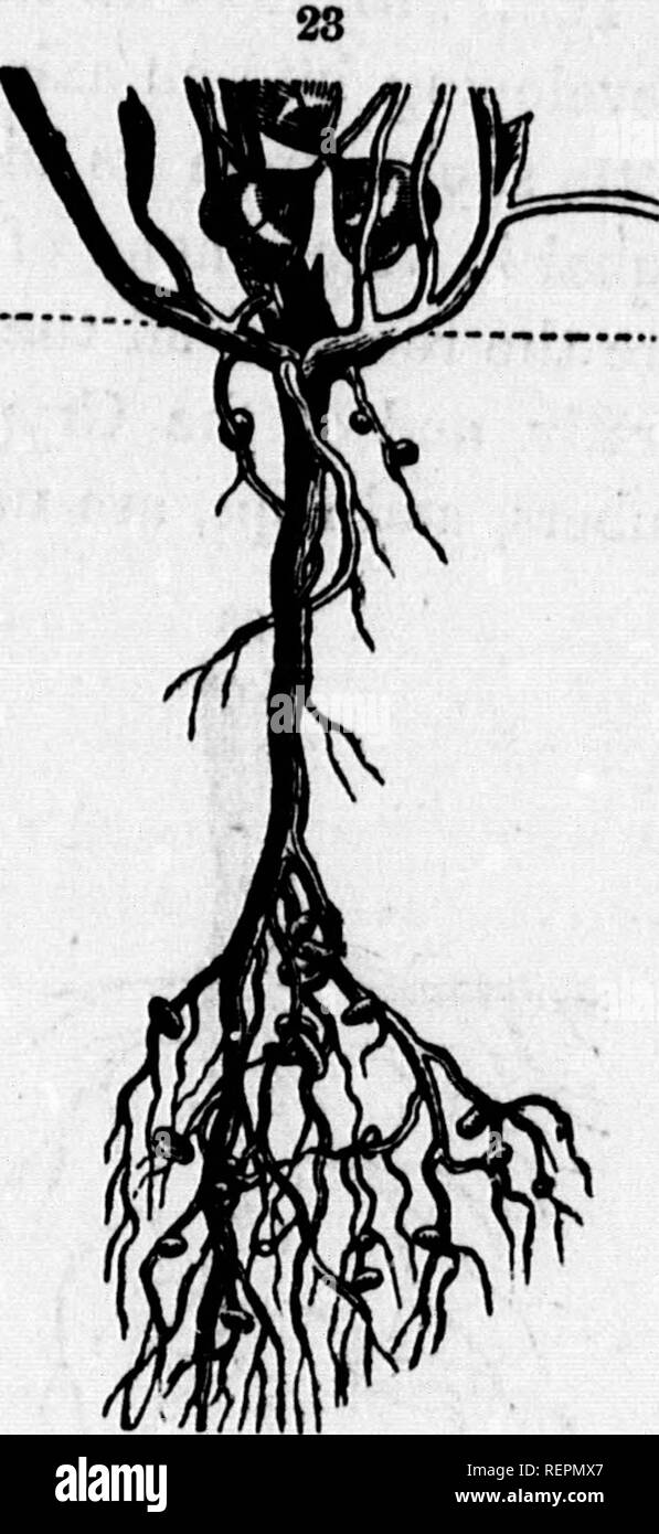 . Class-book of botany [microform] : being outlines of the structure ...