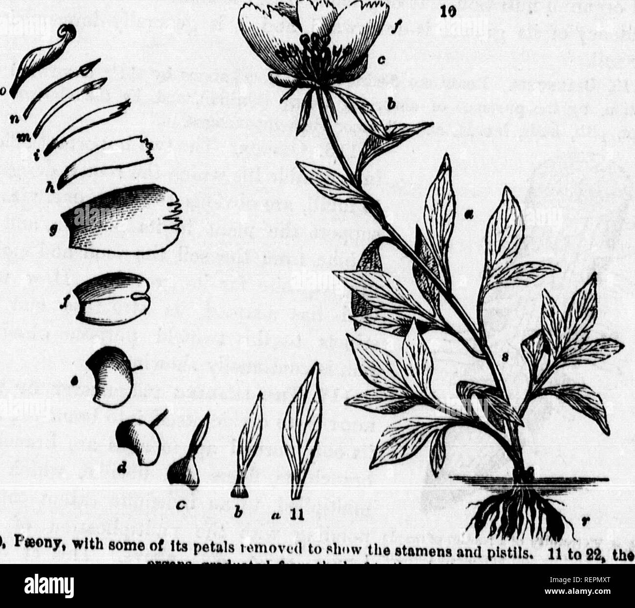 . Class-book of botany [microform] : being outlines of the structure ...