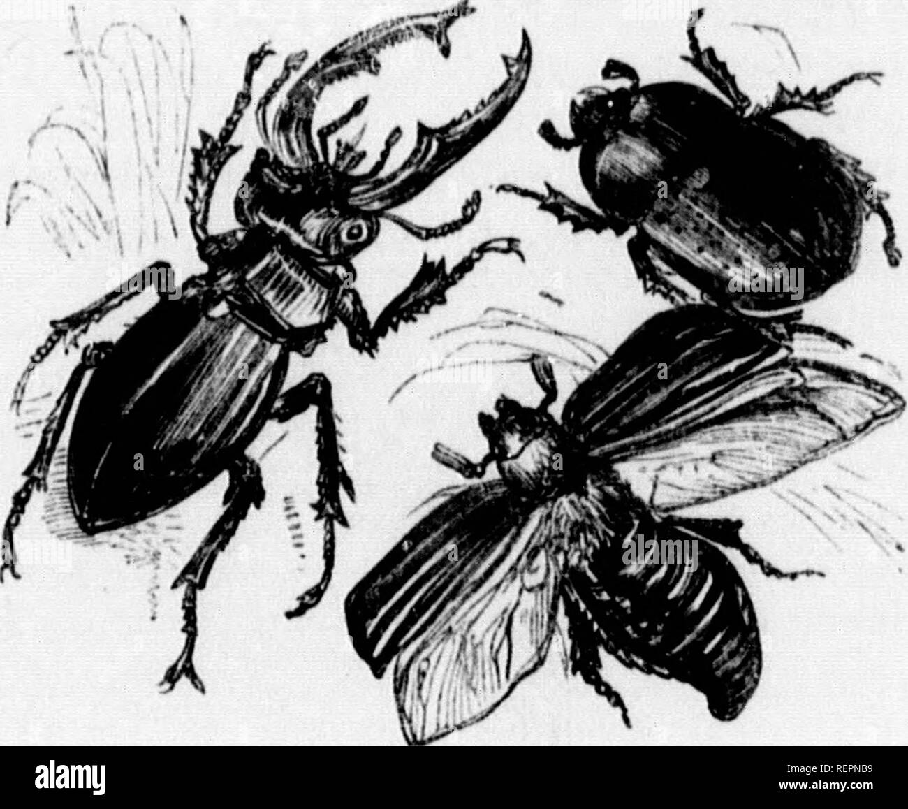 . The illustrated natural history [microform]. Natural history; Sciences naturelles. 4«G NATUIlAt, IIISTOUV. aro thoy, that if aovcml Buryiug-beotlos are placed in a vessel filled with earth, and kept eoustautly 8upplio, to bore.) OEOTRurES. Family, MelolonthlJso.—(Or. Vlr]o6v9t], a. Cockchaffer.) MET/JLONTIIA.. Cervus (Lat. a filar/), tlie Slay-beetle. Stercoi-arlus (Lat. Dinig), the Dor-beetle. Vulgaris (Lat. common), tlie Cockchaffer. The Lamellicohn Beetles are exceedingly urscful to man- kind. Many of them act as scavengei-s and farmera, for they not the 1 so one tha tliii whi son the i Stock Photo