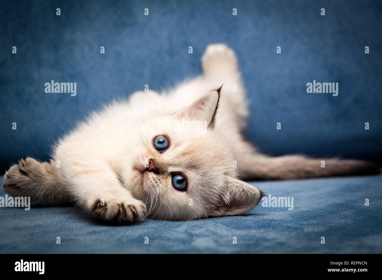Cute British Kitten Bri N 33 Seal Point Color With Blue Eyes Funny