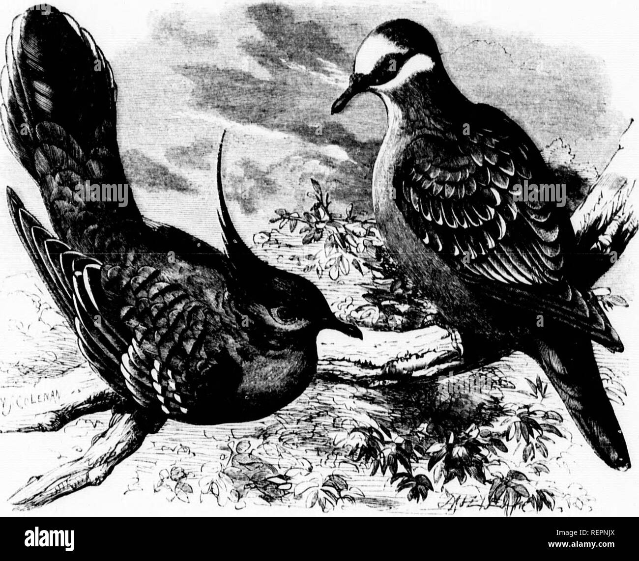 . The illustrated natural history [microform]. Birds; Natural history; Oiseaux; Sciences naturelles. ii rusty liuo. Tho tail. I'lfKSl'MI) I'KHOO.V.â'(),-iâ./(fr;.s hphi'.trs. BRONZKWING PKii:ON'. r/m,,.s- vln,h::,,ln;,. Iwit iif till' dMV, hut at sundown, ,.n tlu- .â ontrary, it arrive! with aiT..w-liko swiftness fitlior .sMi,iiiy or in pairs. iwn.-j., It. di.l iH,l .h.s,.,.ii,l at -m.v fâ f h,. ..lov ..r the in,âl, hut (hishcil .luwn to tlio m'oun.l at about t.Mi yanls distaiir.; ivniain.Ml ,,uirt for a sliort tin,.., tlin. wall '&quot;&quot;' ' '&quot;''^' &quot;'' tl'^',Â«&gt;'rrounding oou Stock Photo
