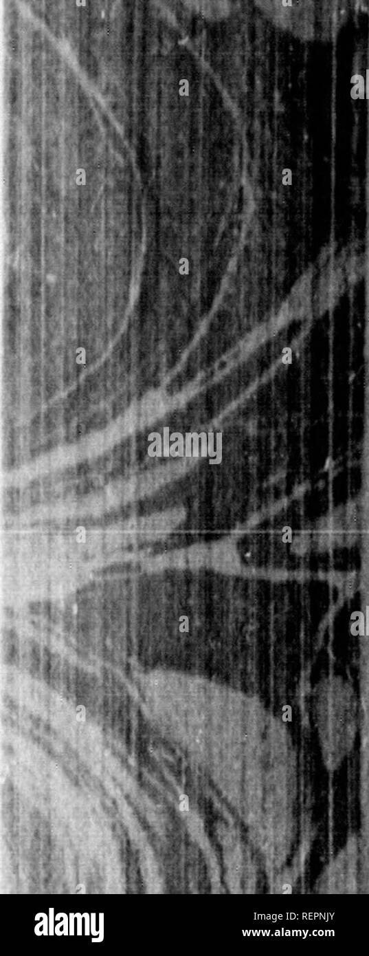 Nibbling Black And White Stock Photos Images Alamy