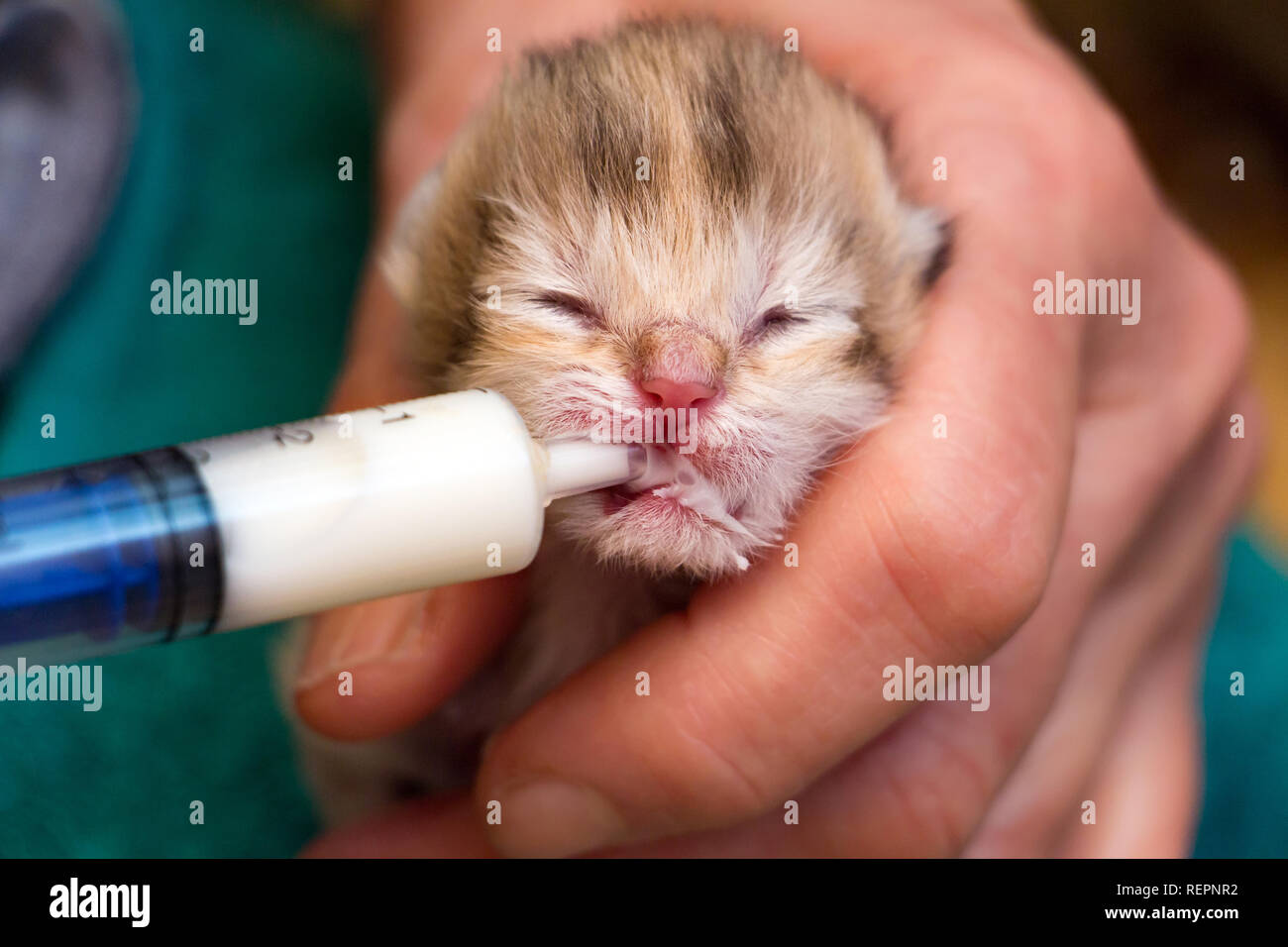 Feeding a newborn British kitten with a milk mixture from a syringe saving a kitten left without a mother Stock Photo Alamy