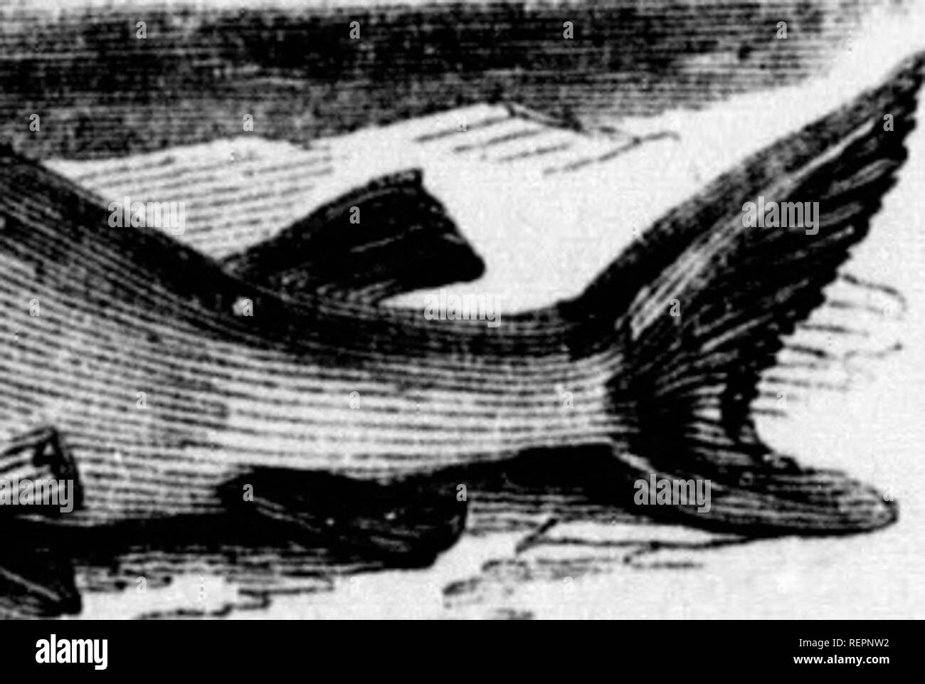 Mermaids Purses Or Devils Purses High Resolution Stock Photography And Images Alamy