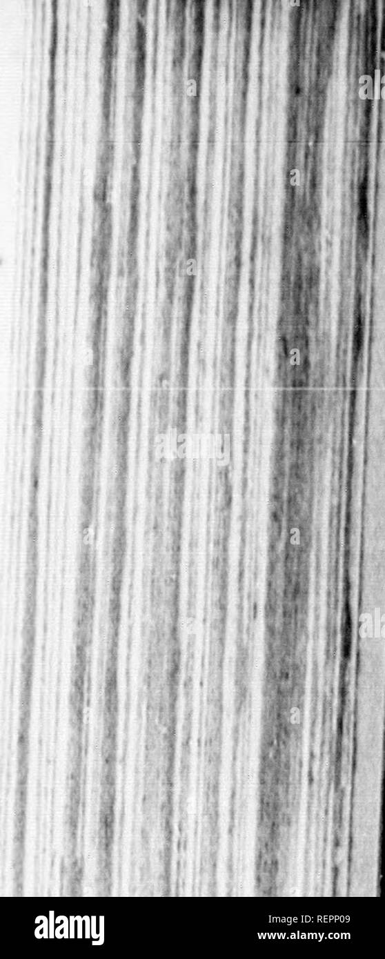 Dutch commercial practices Black and White Stock Photos & Images - Alamy