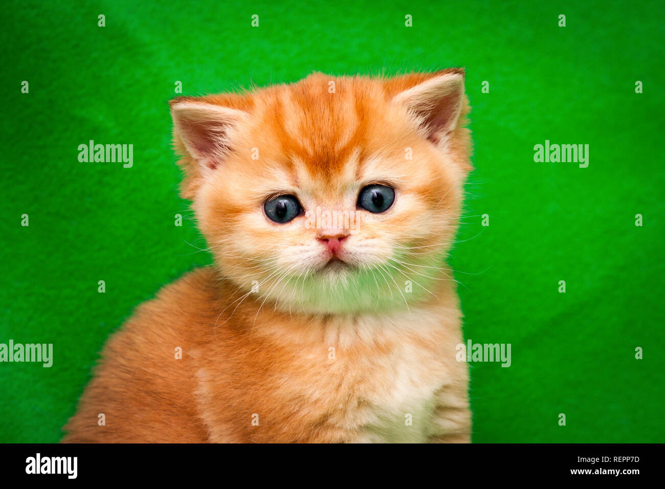 Portrait of a cute golden british kitten close-up, the muzzle of a red kitten with a pink nose that looks into the camera Stock Photo