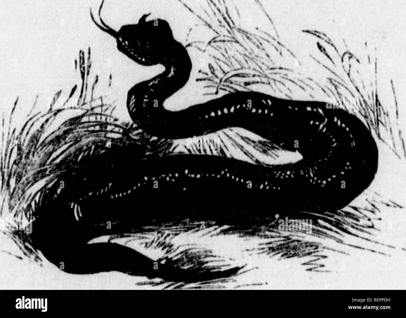 Mr snake Black and White Stock Photos & Images Alamy