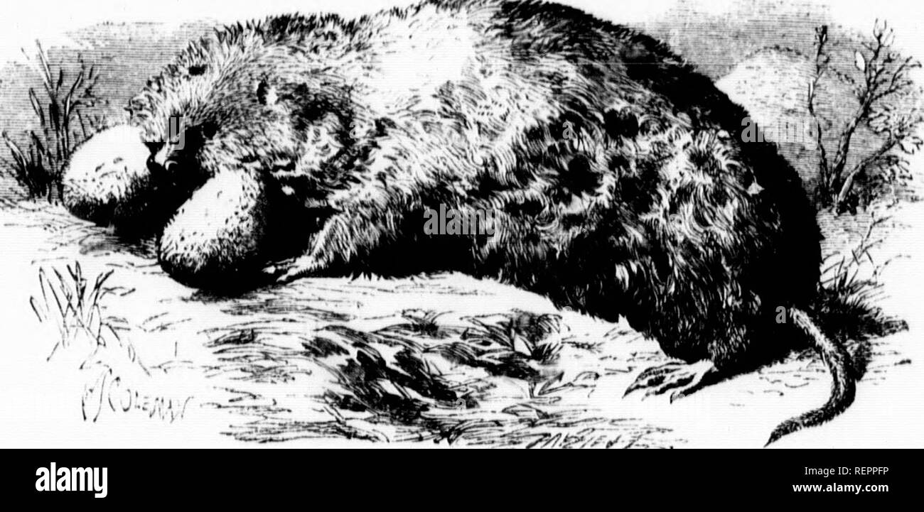 . The illustrated natural history [microform]. Mammals; Natural history; MammifÃ¨res; Sciences naturelles. li'* (J08 til THE FIJU COUNTRY POUOirED RAT. ^lâ â¢ n lu,ll 1 111'' ^'&quot;'r? -'&quot;^ &quot;&quot;''',T ^'''^ *''â¢'' '^f &quot;&quot;.V 'n&quot;'iÂ«rÂ«toly l.mvy animal fla 9 of Southern Airu-a l,o wa.s oft,.â ..n.lan^ron.l l.y Lis IV.-t sinking' into tl.o In tow &quot; â¢ fl.ovT ''f â¢;'';&quot;&quot;'' ^&quot;^V&quot;&quot;'&quot;&quot;&quot;''&quot;&quot;' â¦'&quot;' &quot;^''^ ^â¢â¢&quot; 'Â» ovory direction. Tlio a iS i with nuirvol oÂ«s rapnl.ty, throwing up little nan.Iy hillo Stock Photo