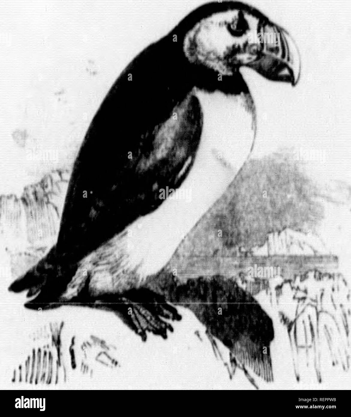 . The illustrated natural history [microform]. Natural history; Sciences naturelles. »0H NATURAL HIBTUHT. Kaiiiily III. Alctdro. Mub-family a. Alcina. FnATEncCtA.—(Lut.). ArotTca (Lut. Arctic), the Pvffin. The Puffin is common .at the Noodles and the western islands of England, It forms deep hnrrows in the soil, in which ono egg is deposited, or usuqjs uio bunow of a rabbit. The liolo is generally from three to fonr feet in depth, when tiie Puffin is fniced to labour for itself; it usually takes a winding course ; and the inhabitant is secured from surprise by fonning two entrances, in order t Stock Photo