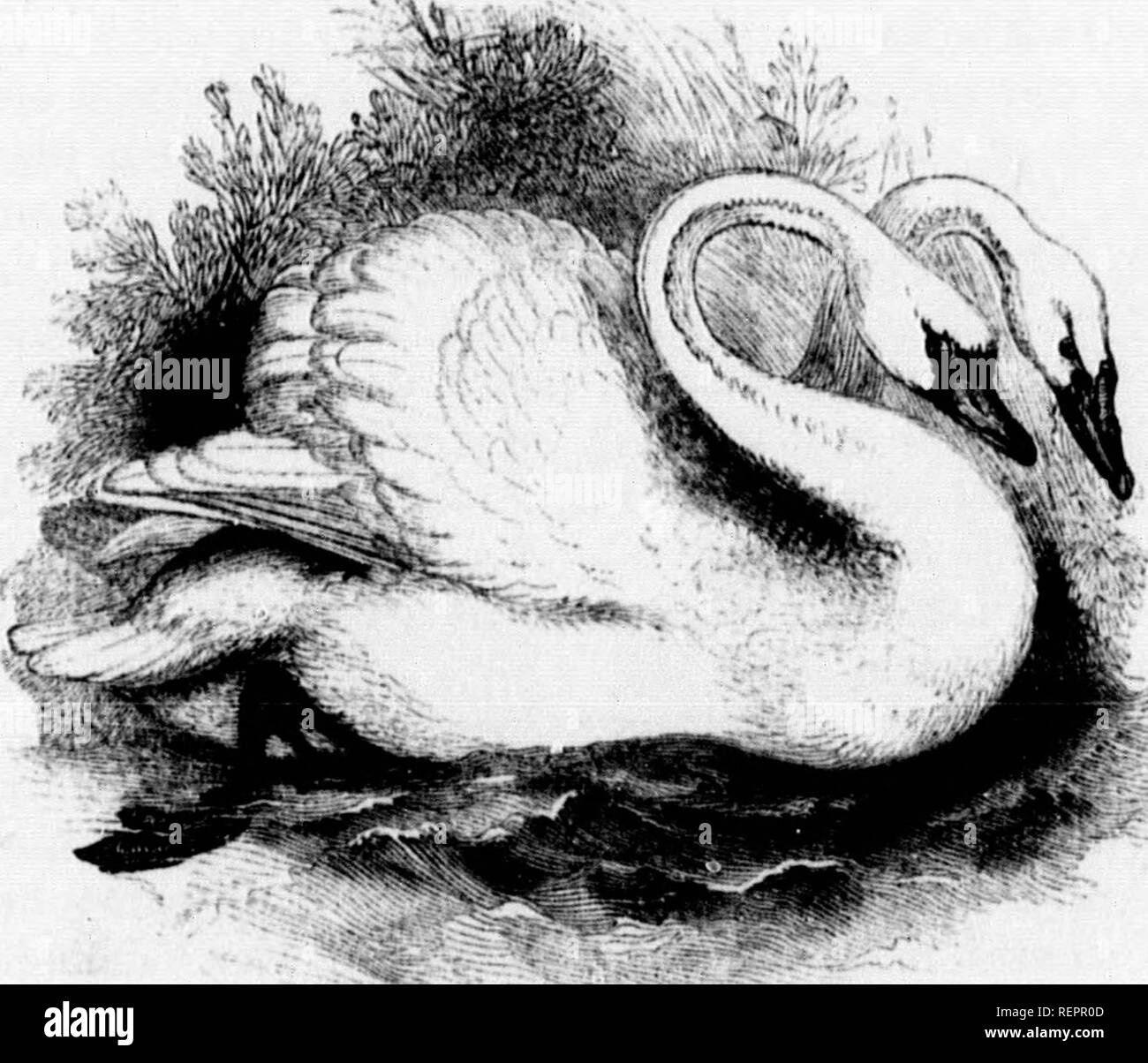 Swan With Two Necks Stock Photos & Swan With Two Necks Stock Images Alamy