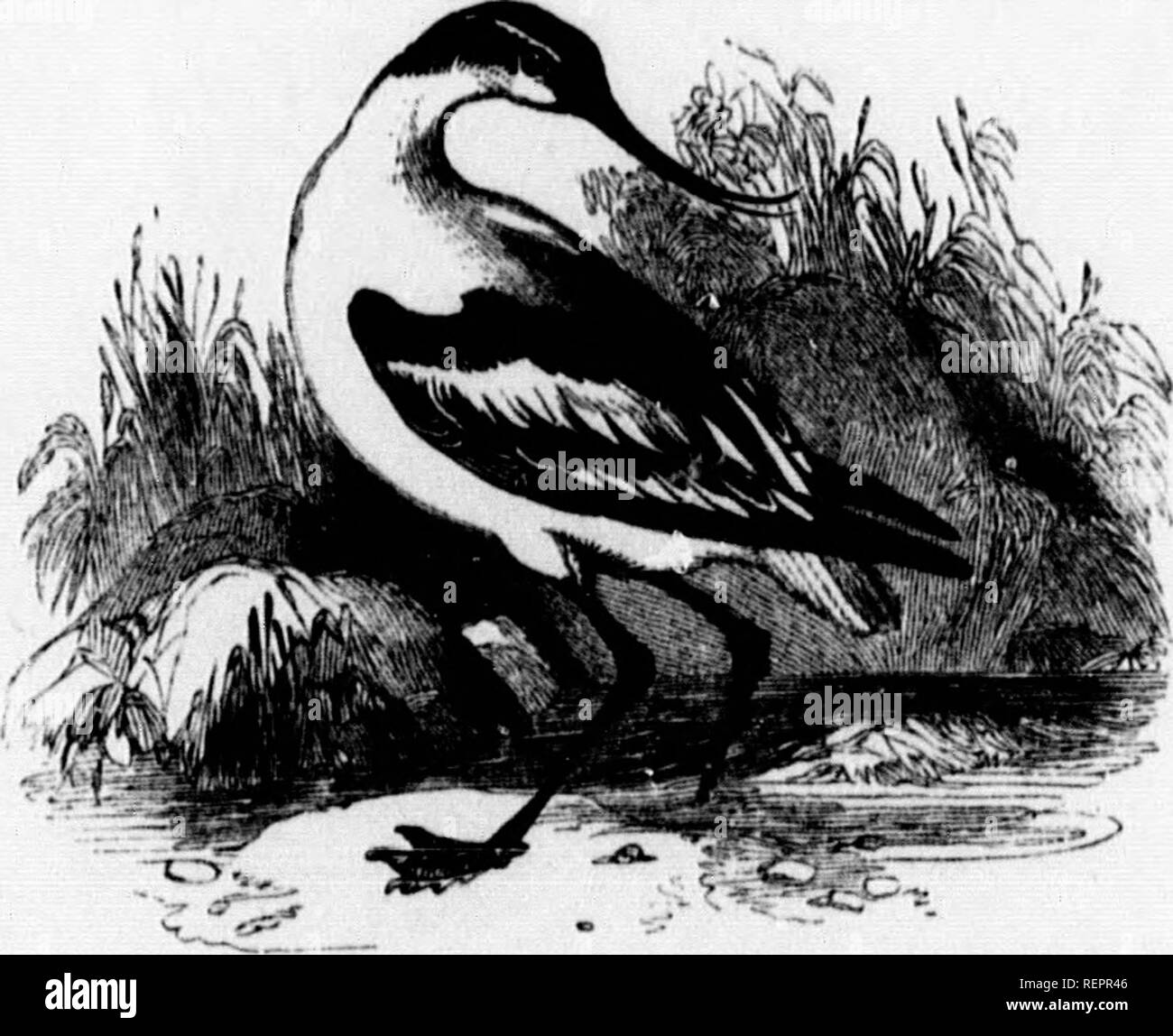 . The illustrated natural history [microform]. Natural history; Sciences naturelles. Tof, a Woodcock. VVood- im; opvts, a bird.) urlew. md in the northern »rcad over the whole le polar regions. In luddy shores of the penetrate in Hearch d, and difficult to I, collected under the itains four greenish length of the bird NATURAL HISTORY. Sub-family c, Recuniroatrinm. Recuhvikostha,—(Lat. with hill curved upwards.) 349. Avocetta, t/ie Avocet. The bill in the genus Recurvirostra is exactly the reverse of that in the genus Numenius, the curve being upwards instead -f downwards. The common Avooet is  Stock Photo