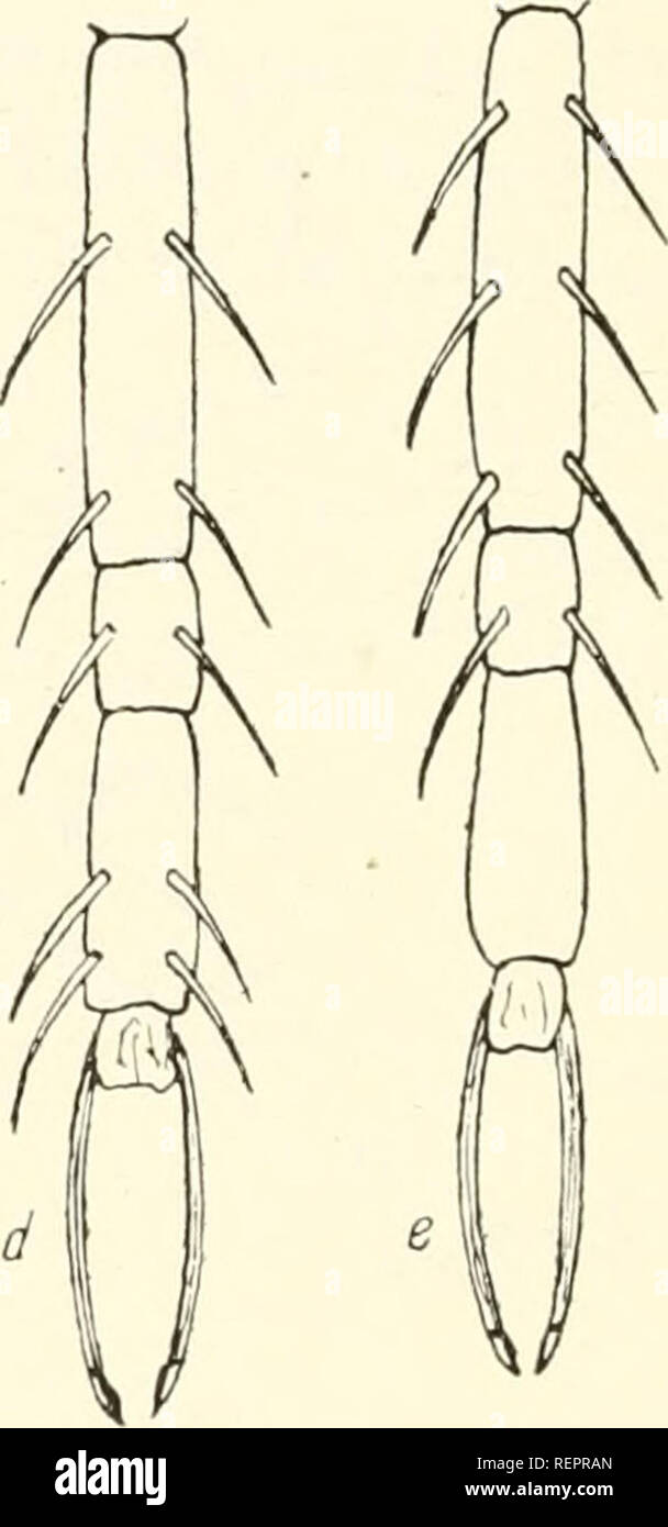 Praparat D High Resolution Stock Photography And Images Alamy alamy