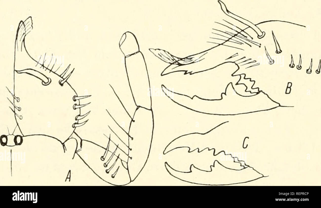 . Dr. H. G. Bronn's Klassen und Ordnungen des Thier-Reichs : wissenschaftlich dargestellt in Wort und Bild. Zoology; Mollusks; Arthropoda; Insects. 318 Solifuga oder Walzenspinnen. 3$ - Bochara, Syr-Darja-Gebiet, Ferghana-Tal, Samar- kand-Gebiet, Pamir — (vidi 3&lt;3 2 $ inkl. Typus u. Expl. Birulas). 2. Anoplogylippus dsungaricus nov. spec. nur &lt;$ — Dsungarei — (vidi 1 &lt;$, Typus). 3. Anoplogylippus pectinifer Birula 1906 S. 49, 1907 S. 889 (sub Gylippus) und 1913 S. 383. cJ und $ (pull.) -- Bochara — (vidi 1 $, Typus). 4. Anoplogylippus bergi Birula 1907 S. 889 (sub Gylippus) u. 1913  Stock Photo