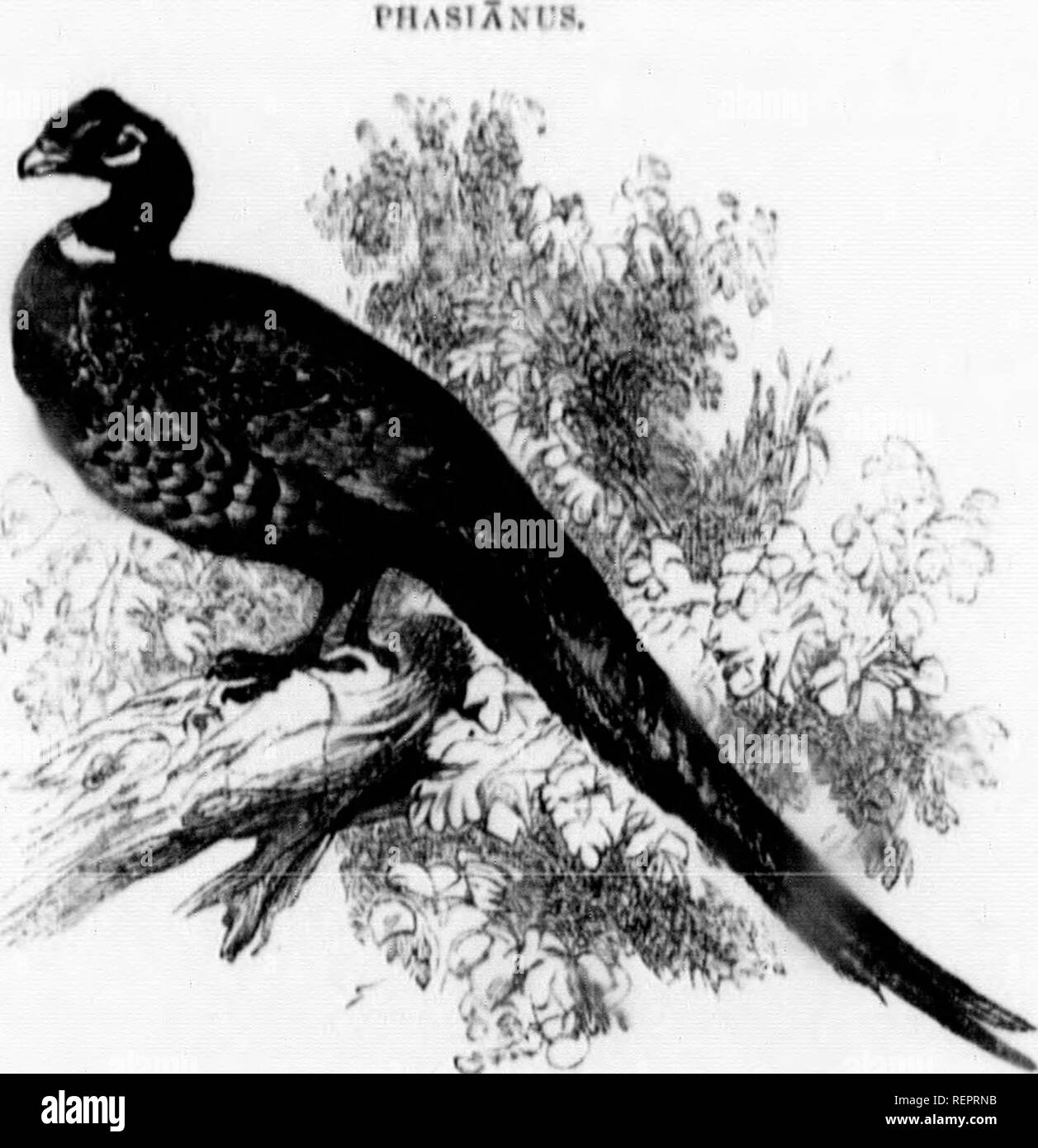 . The illustrated natural history [microform]. Natural history; Sciences naturelles. 3I« NATIJIIM, IirSTOUV.. ^•V&quot; t^ C*&quot; Colchlcus (Lat. V&quot;lvhian), llu Phtiuanl, The Common Pheasant was originally brought from (leorgia, and lias completely naturalJHcil itself in this country. It is a hardy hird, and hears the cold montlis very well. Although it can bo tamed and will come to be fed with the ])ciultry, yet an innate timidity prevents it from beiui^ thoroughly domesticated. Young pheasants that have been hatcluil mider a hen, scam])er off in teri'or if an unexpected int'-uder make Stock Photo