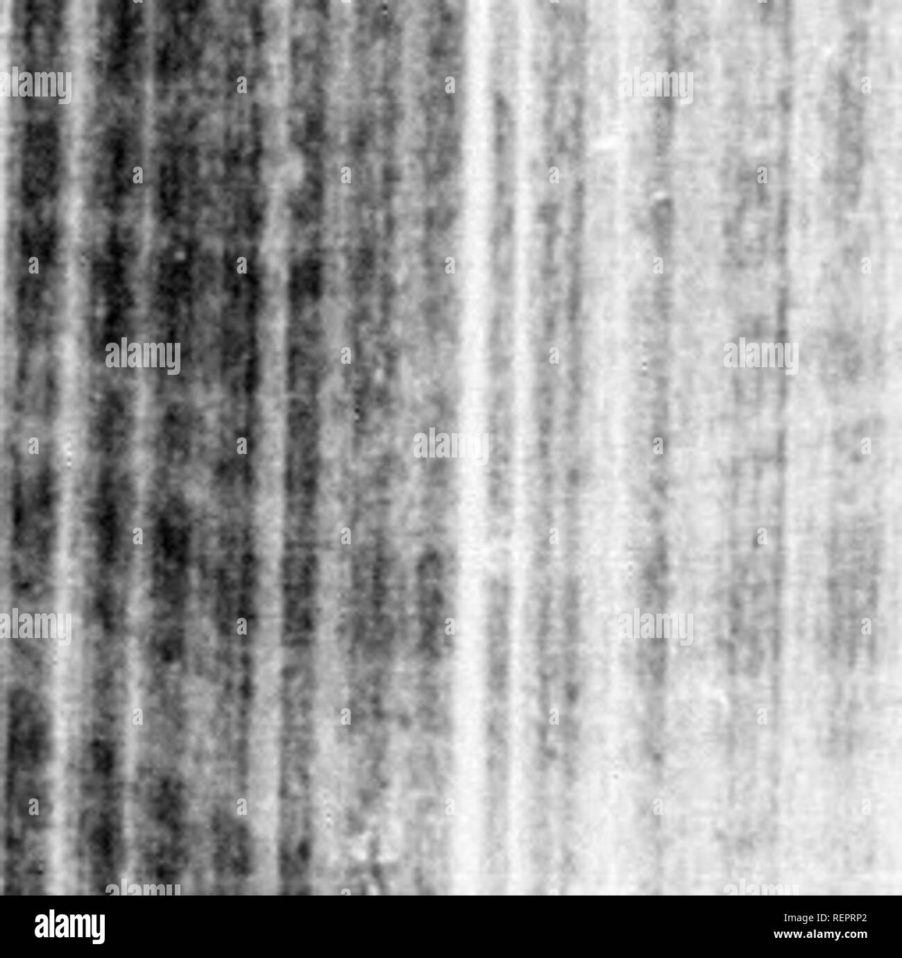 Tooth shells hi-res stock photography and images - Alamy